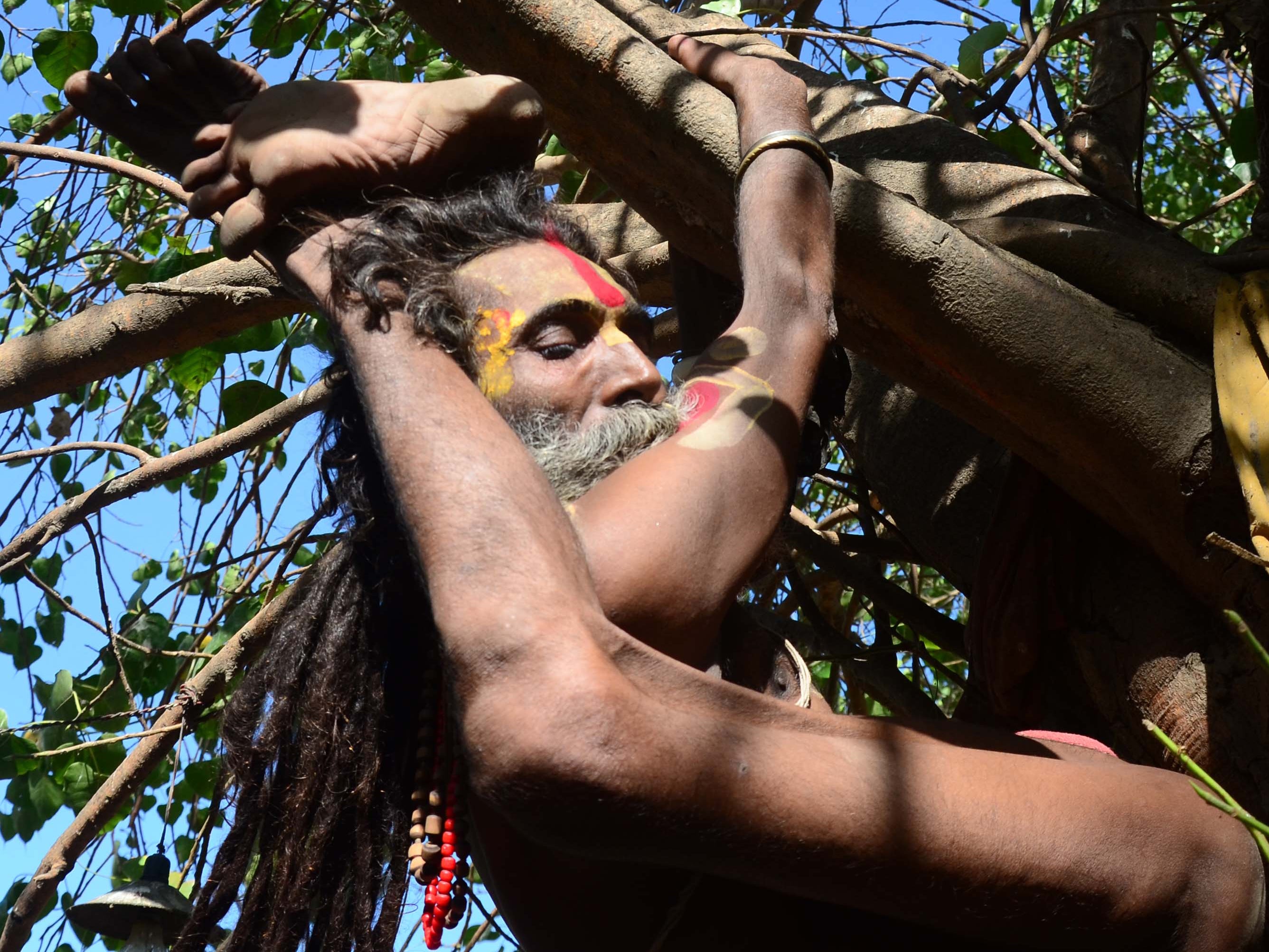 A sadhu performing Yoga in a tree on the occasion of 1st International Yoga Day in Allahabad today.