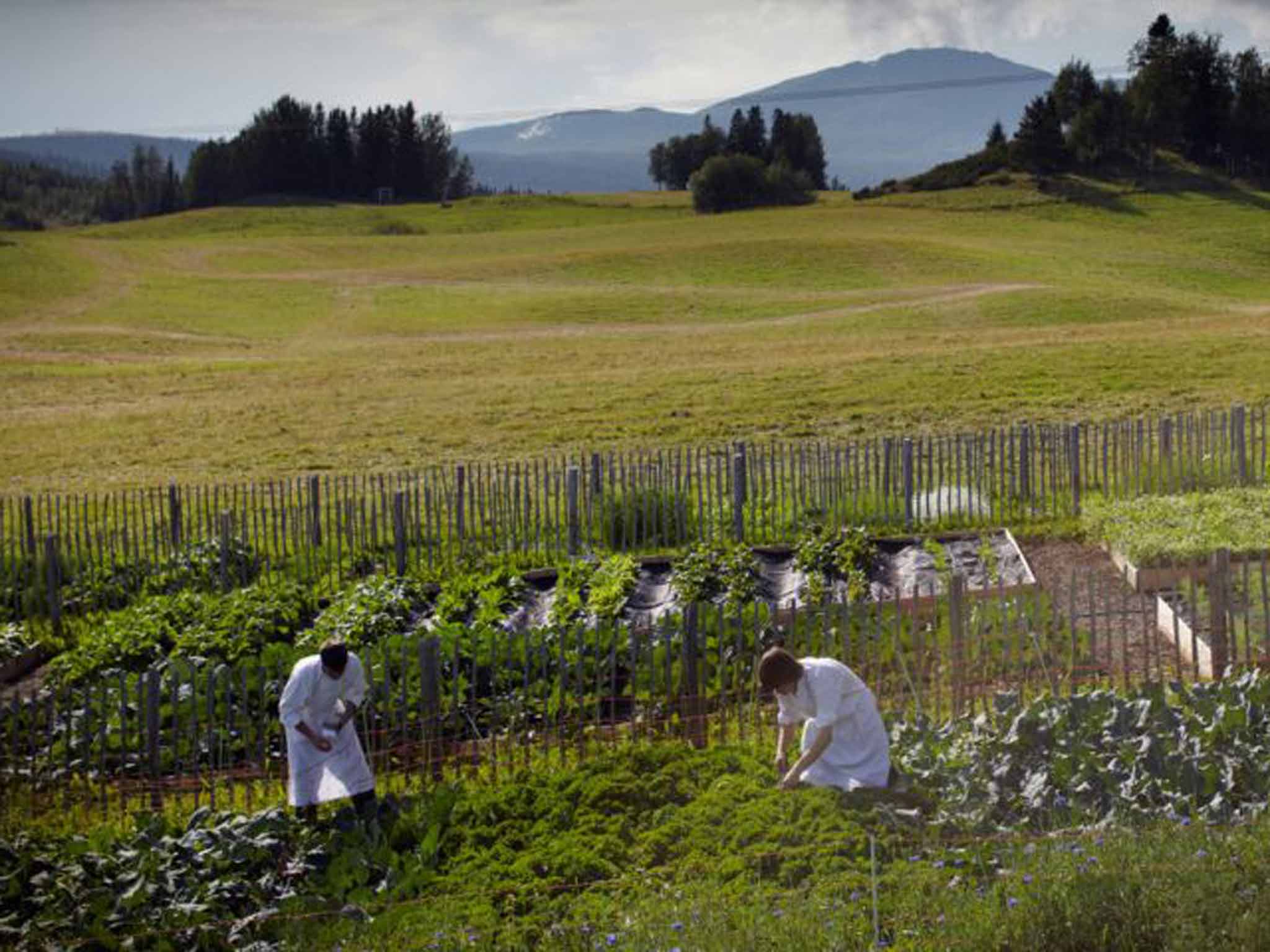 Harvest festival: Faviken in Sweden grows its own produce