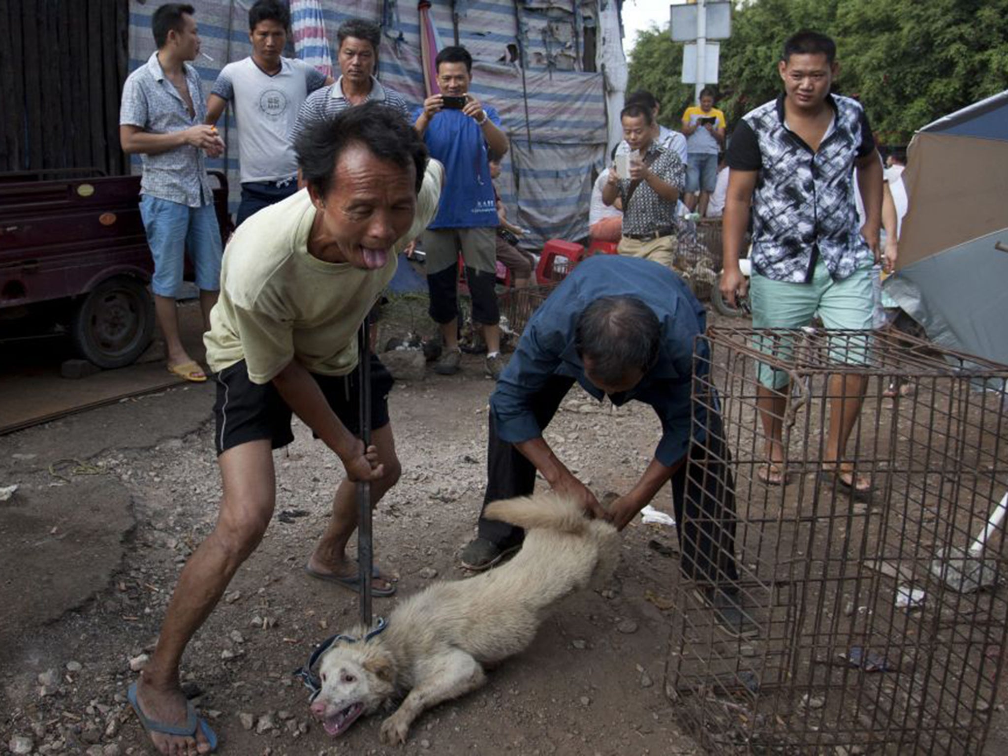 Vendors tie a dog before butchering it at the Yulin Dog Meat Festival in southern China’s Guangxi province, yesterday. The dog meat trade has increased in recent years