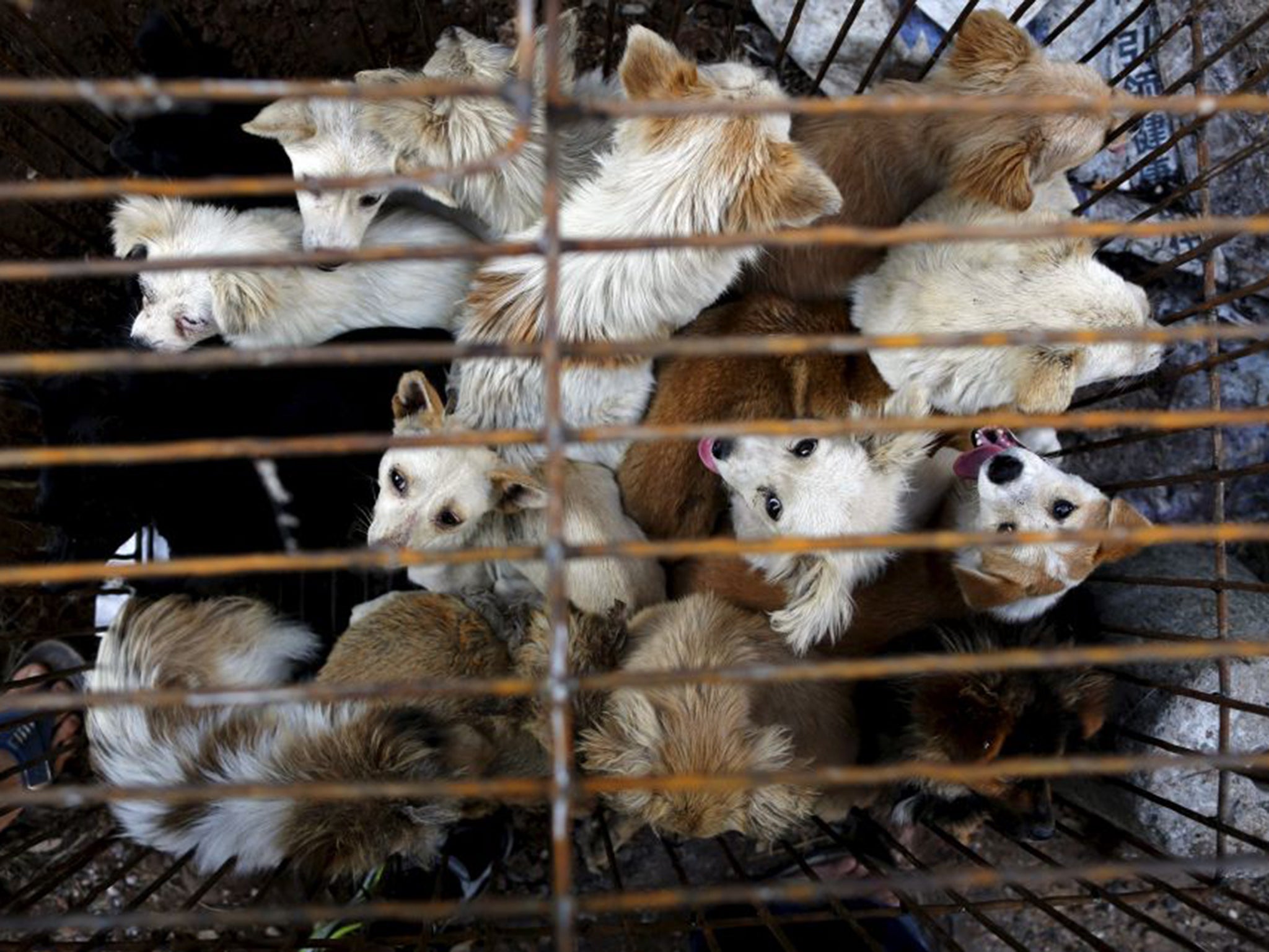 Dogs at Dashichang dog market before being eaten with lychees for the solstice