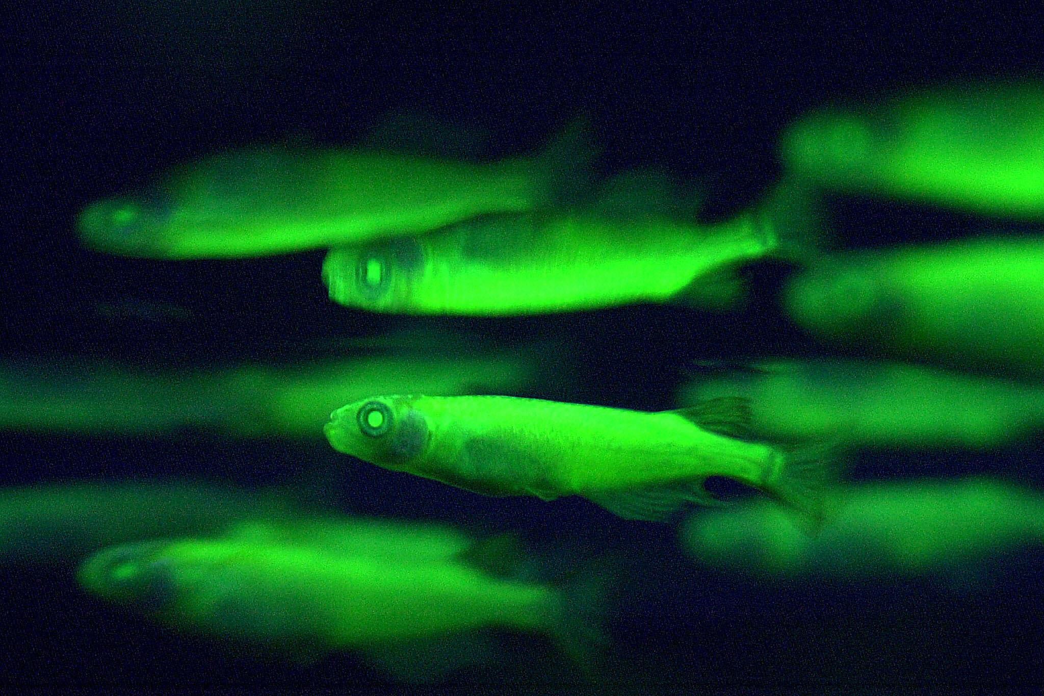 GFP is present in these fish, causing them to flow with a green colours when exposed to blue and ultraviolet light