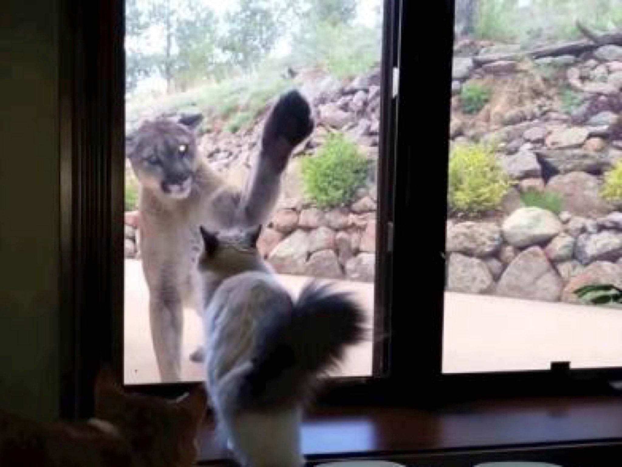 Cat and mountain lion