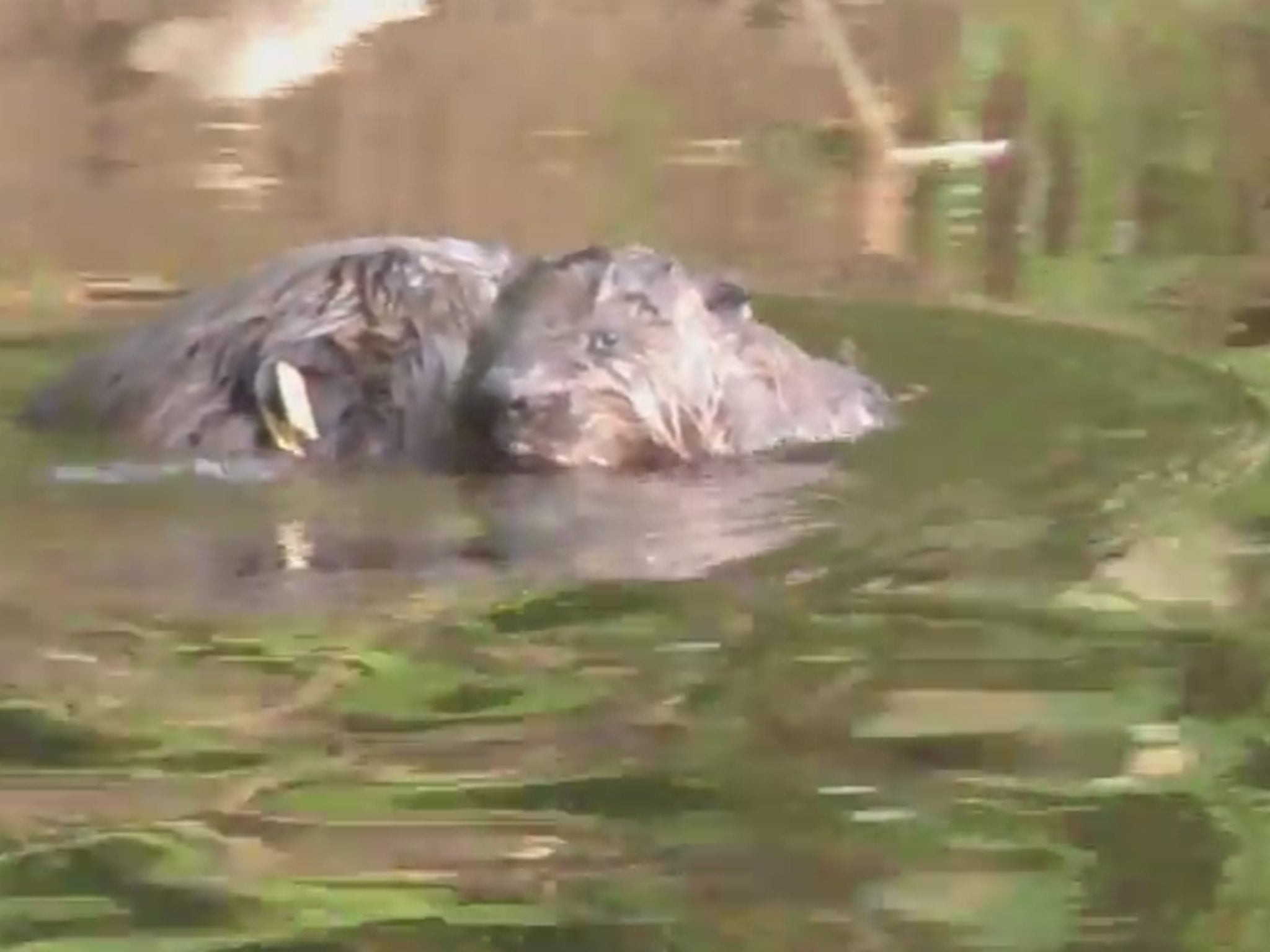 A mother beaver takes one of her kits for its first swim on the River Otter, Devon. Film taken by Tom Buckley. For more on Devon's wild beavers go to www.devonwildlifetrust.org