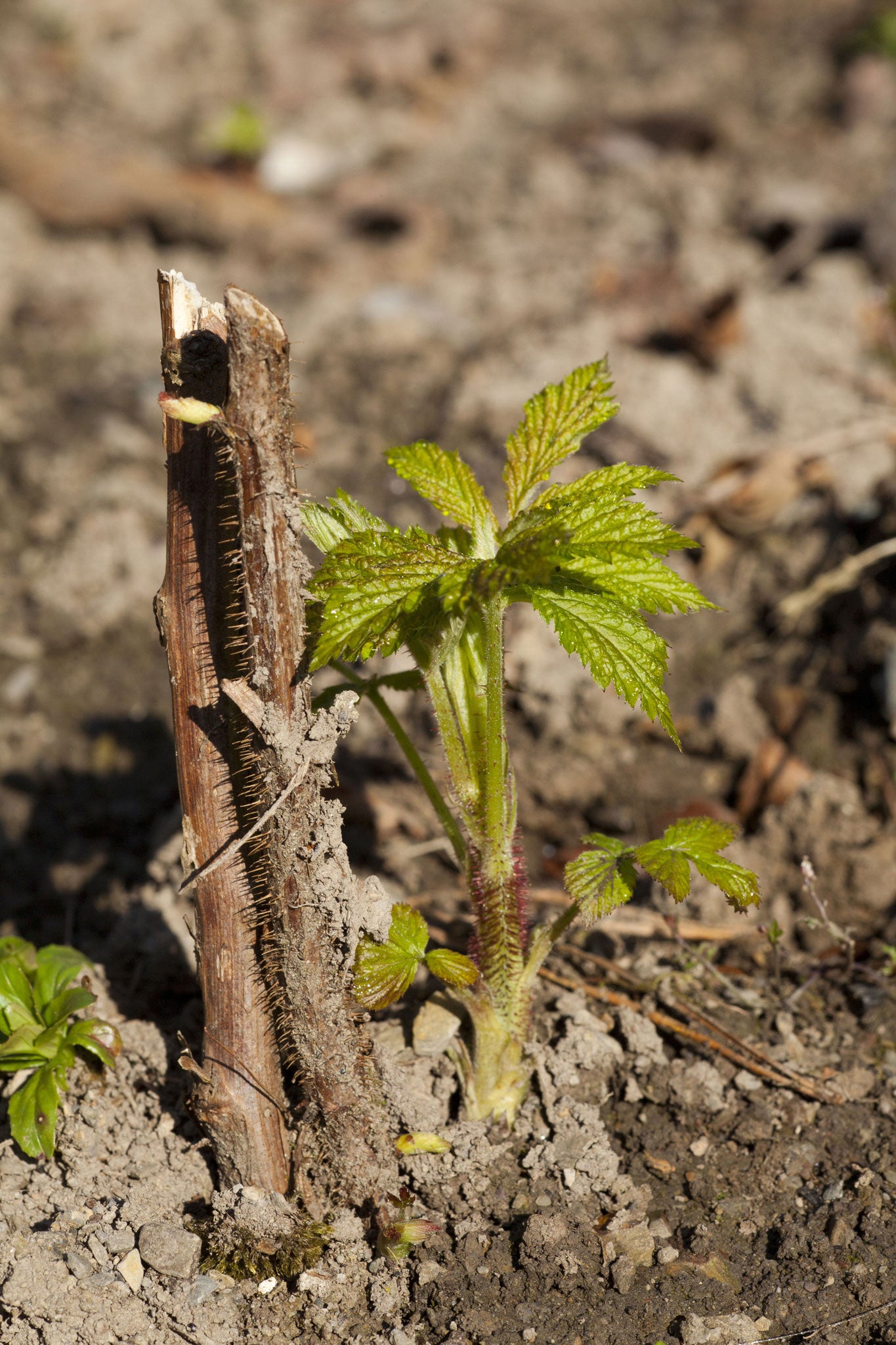 The Autumn Bliss raspberry will bear a heavy crop of bright-red fruit