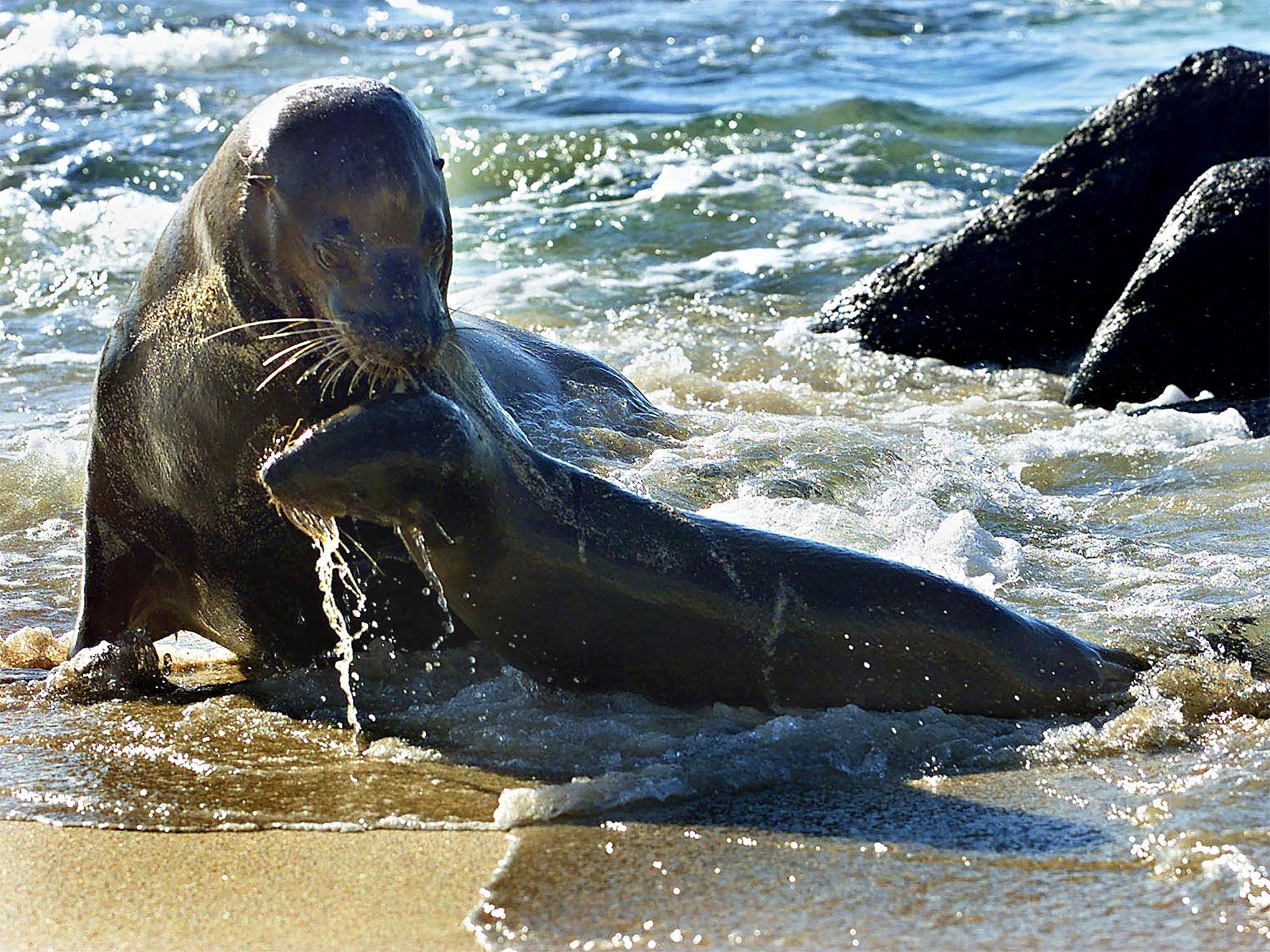 Sea lions on the rocky shore of Ochoa beach on the Galapagos Island of San Cristobal (Getty)