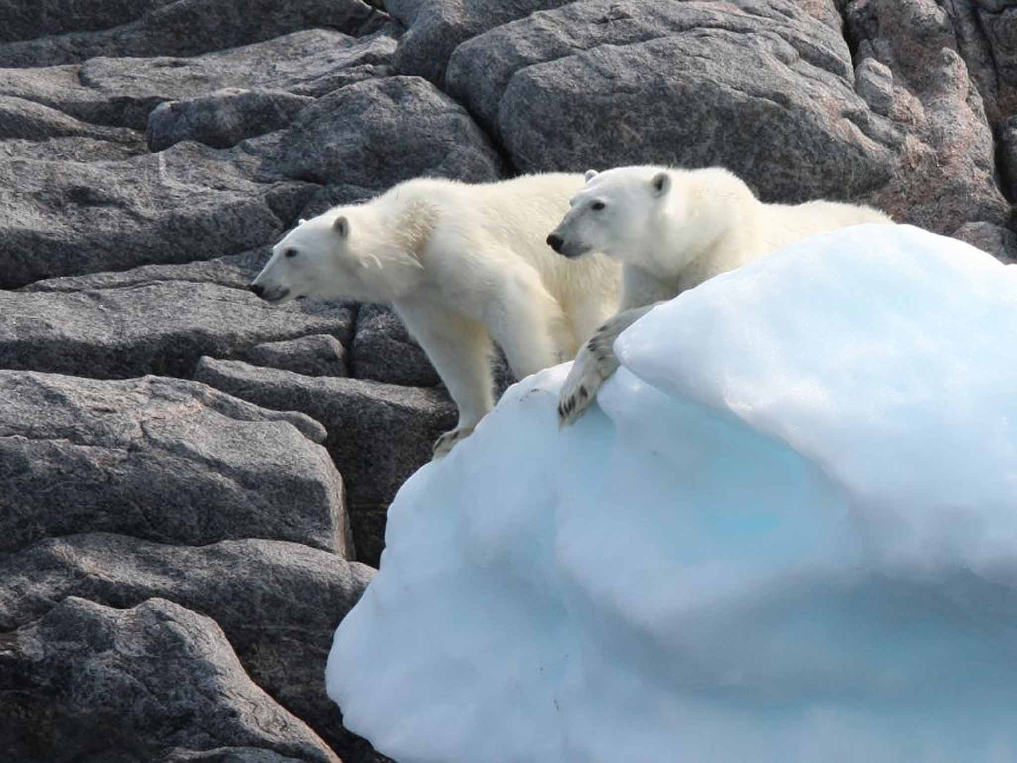 A polar bear and her cub take a look at the group of kayakers