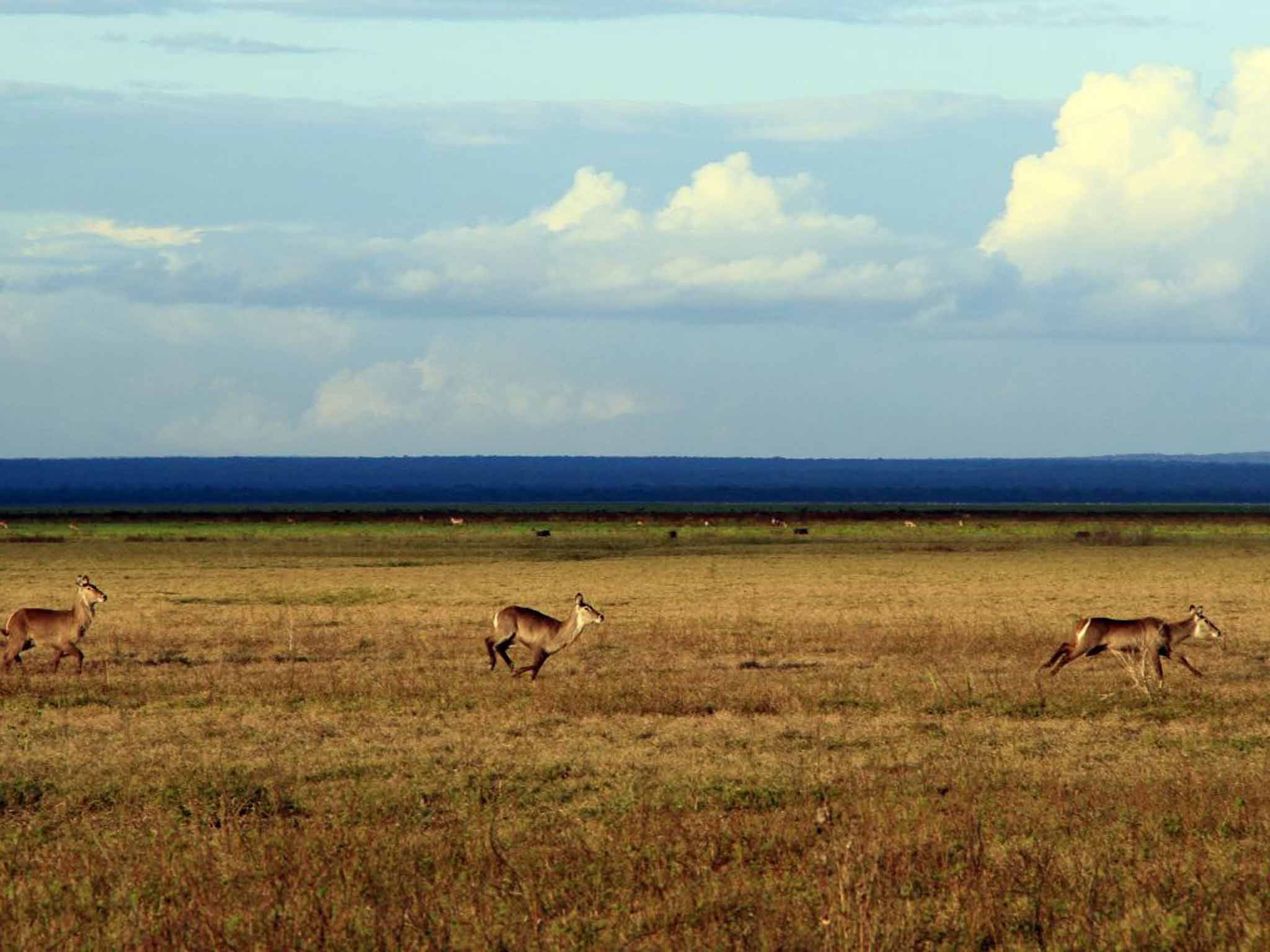 Run wild: female waterbuck run across the plain