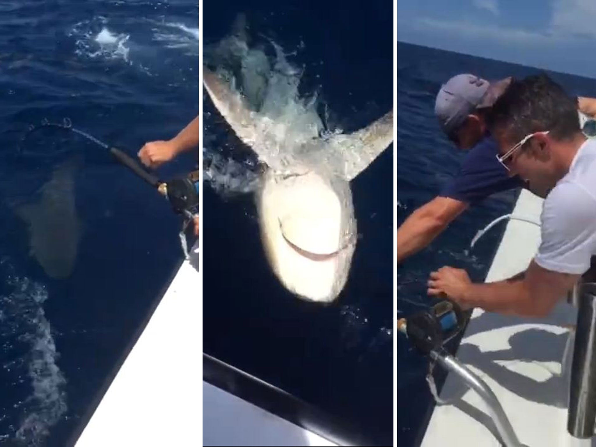 Robin van Persie catches a shark