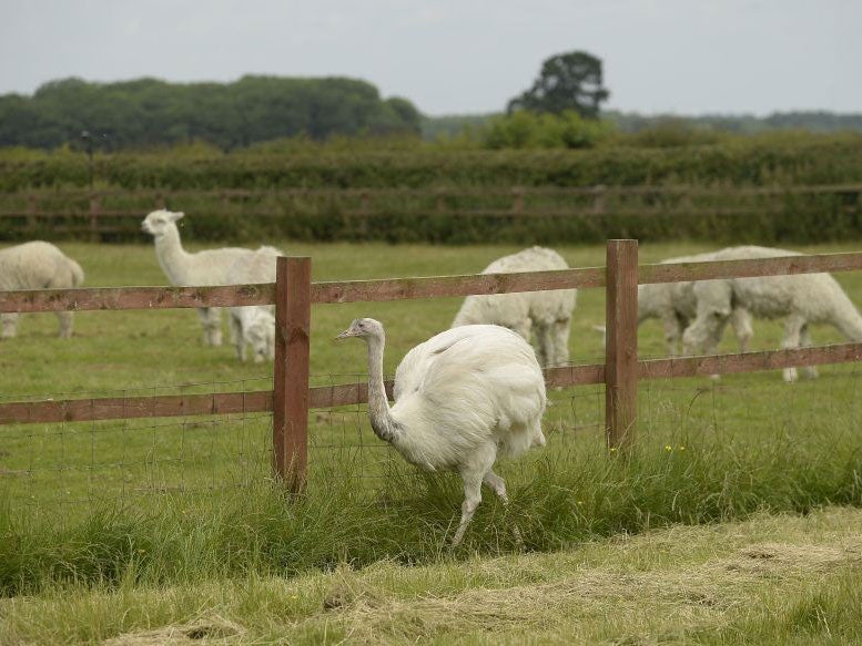 The birds were kept in a private collection with alpacas and other animals