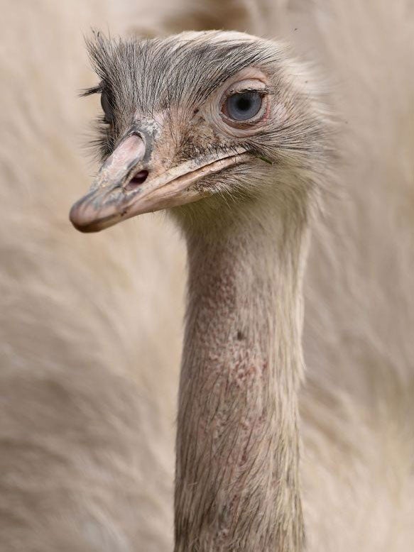 The female partner of the missing rhea