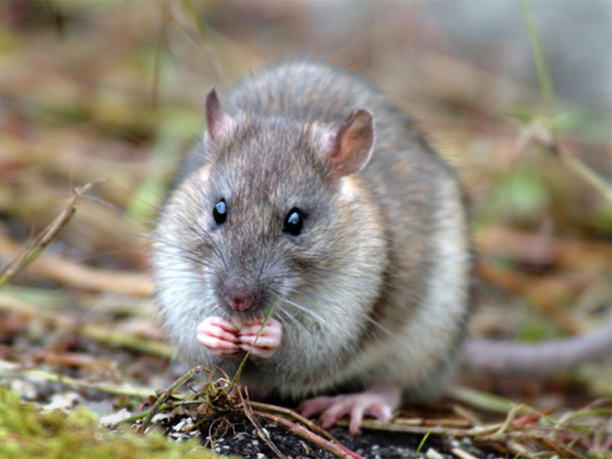 Brown rat in South Georgia