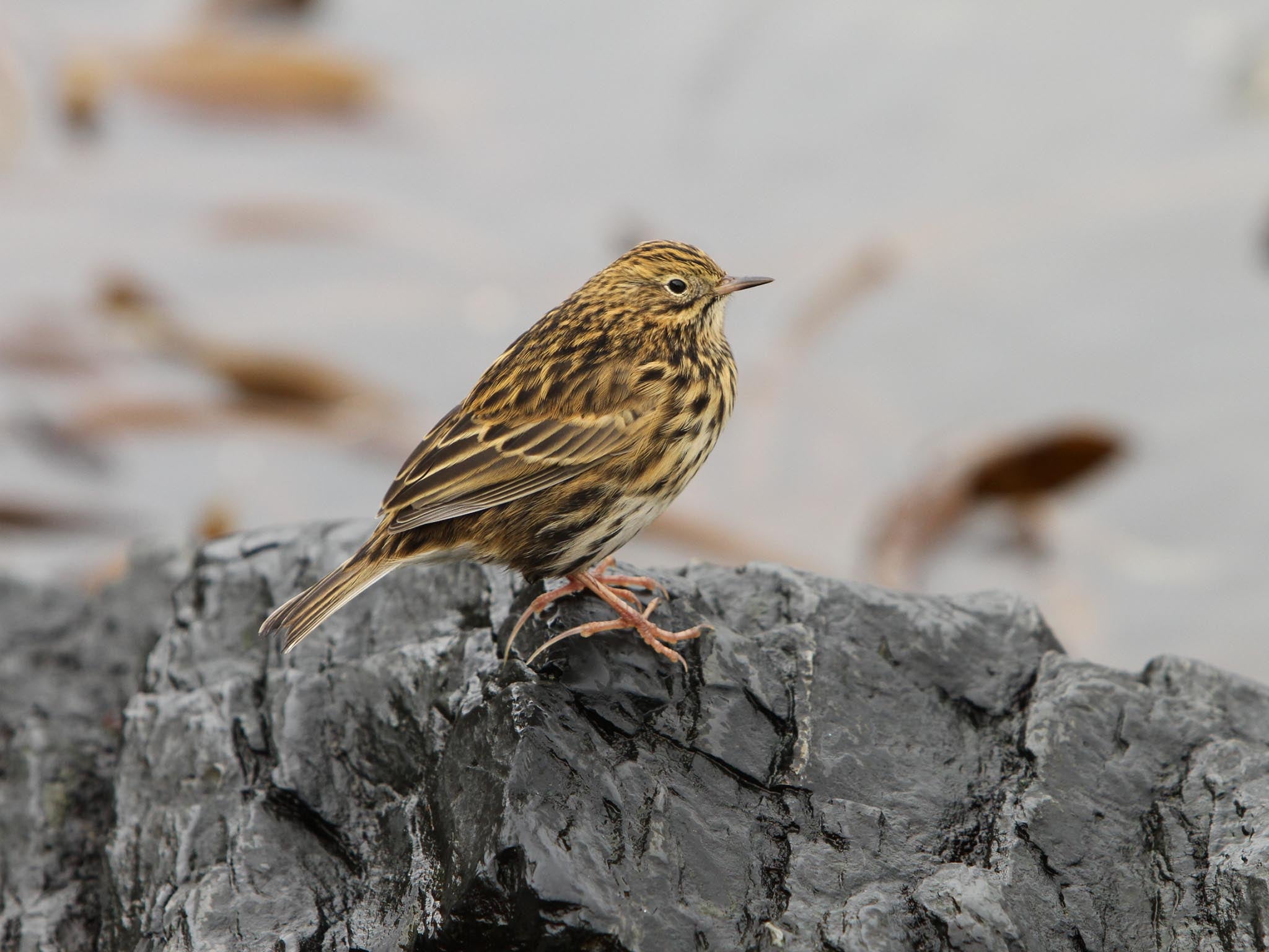 South Georgia pipit