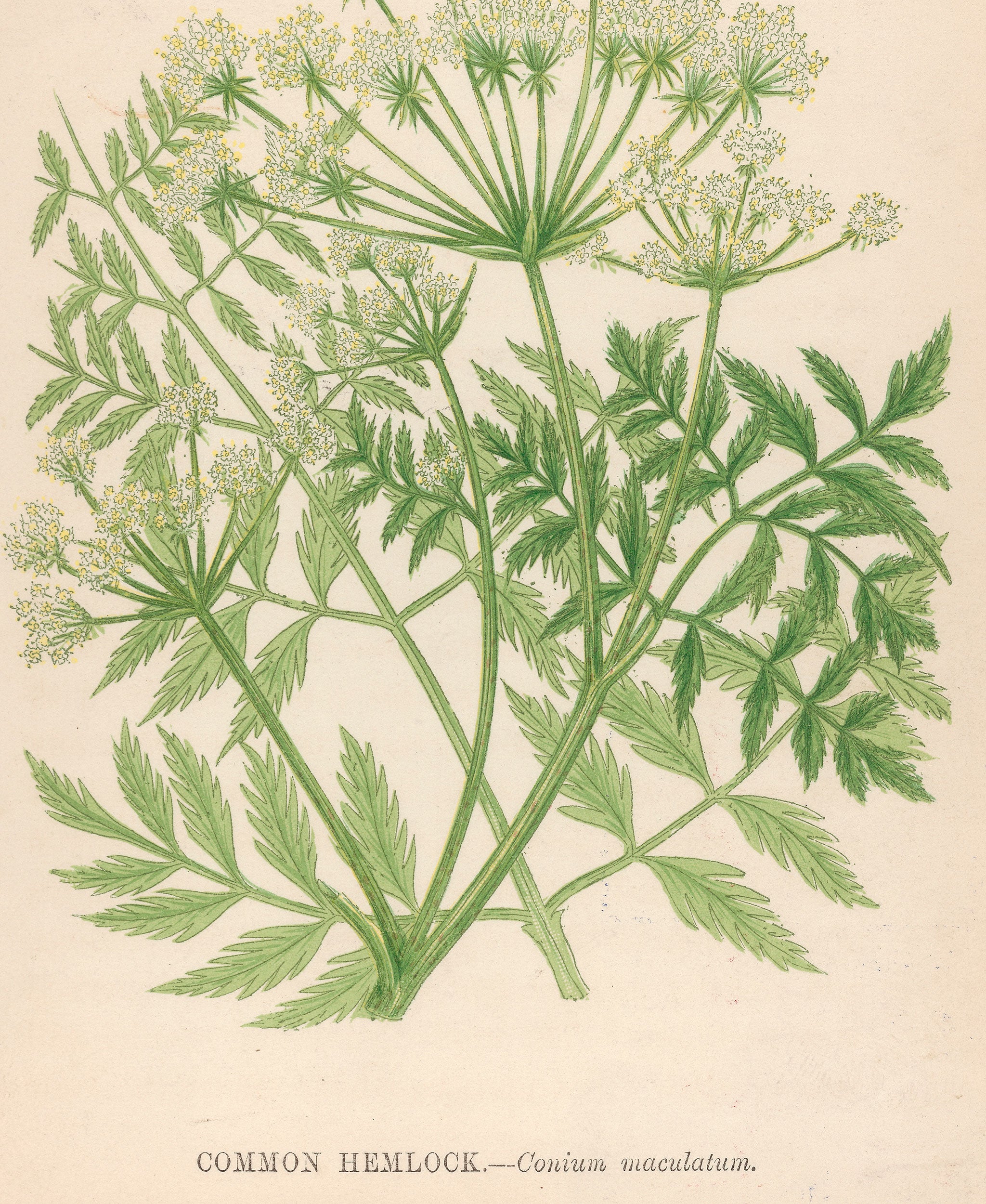 Hemlock