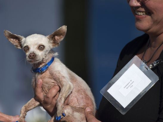 Pork, a 13-year-old Chihuahua got fresh blue nails for the occasion