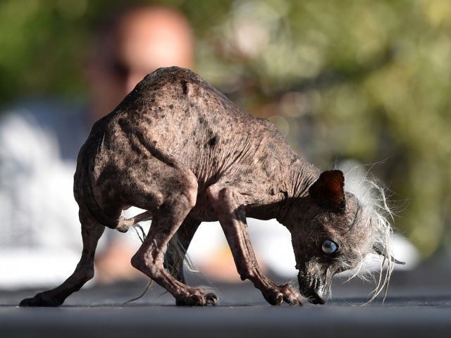 1st runner up was Sweepee Rambo at the annual World's Ugliest Dog competition