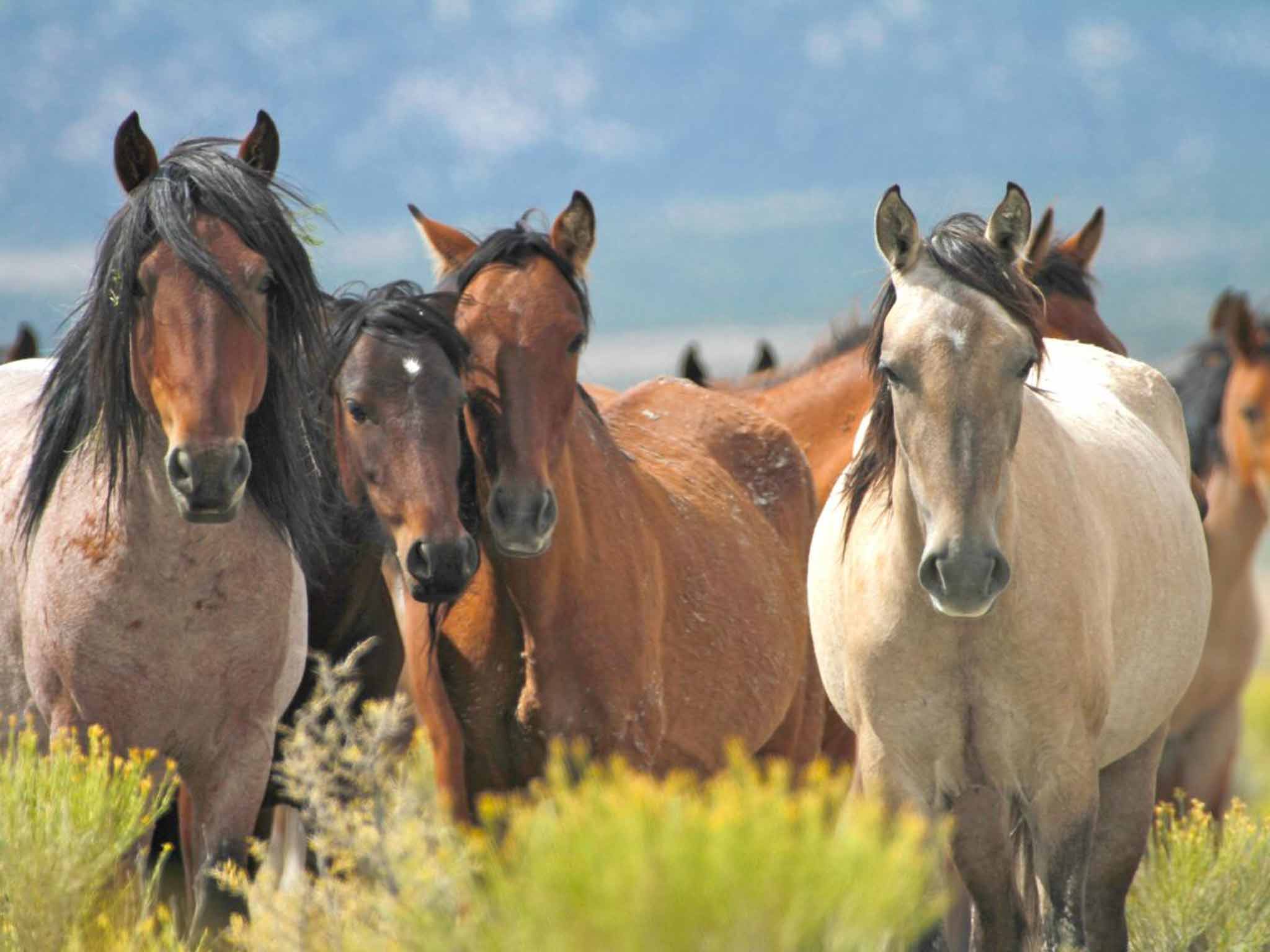 Slow your mustang down: The wild horses