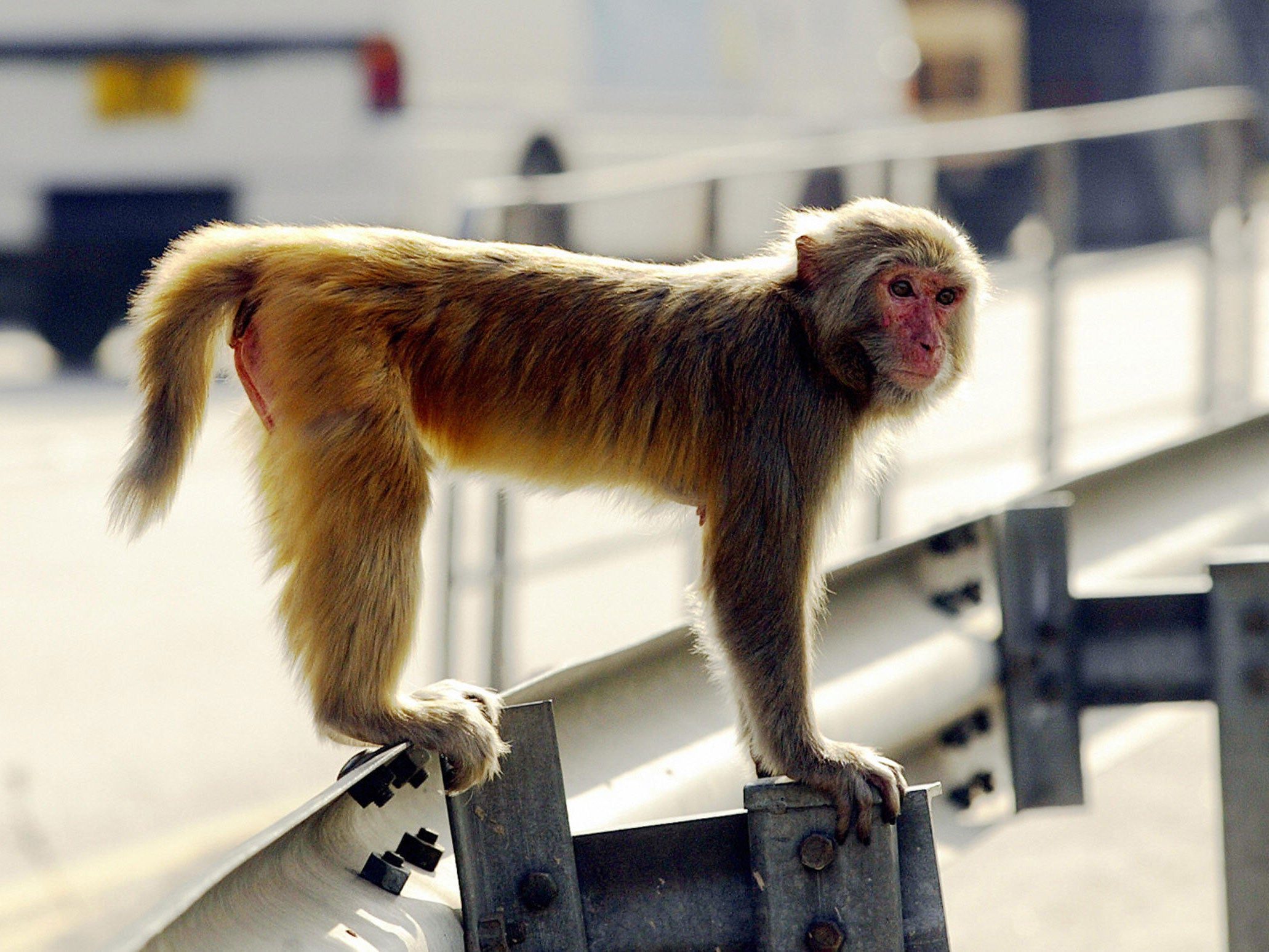 Puerto Rico has a long history of attempting to control large numbers of wild monkeys that have descended from escaped research monkeys