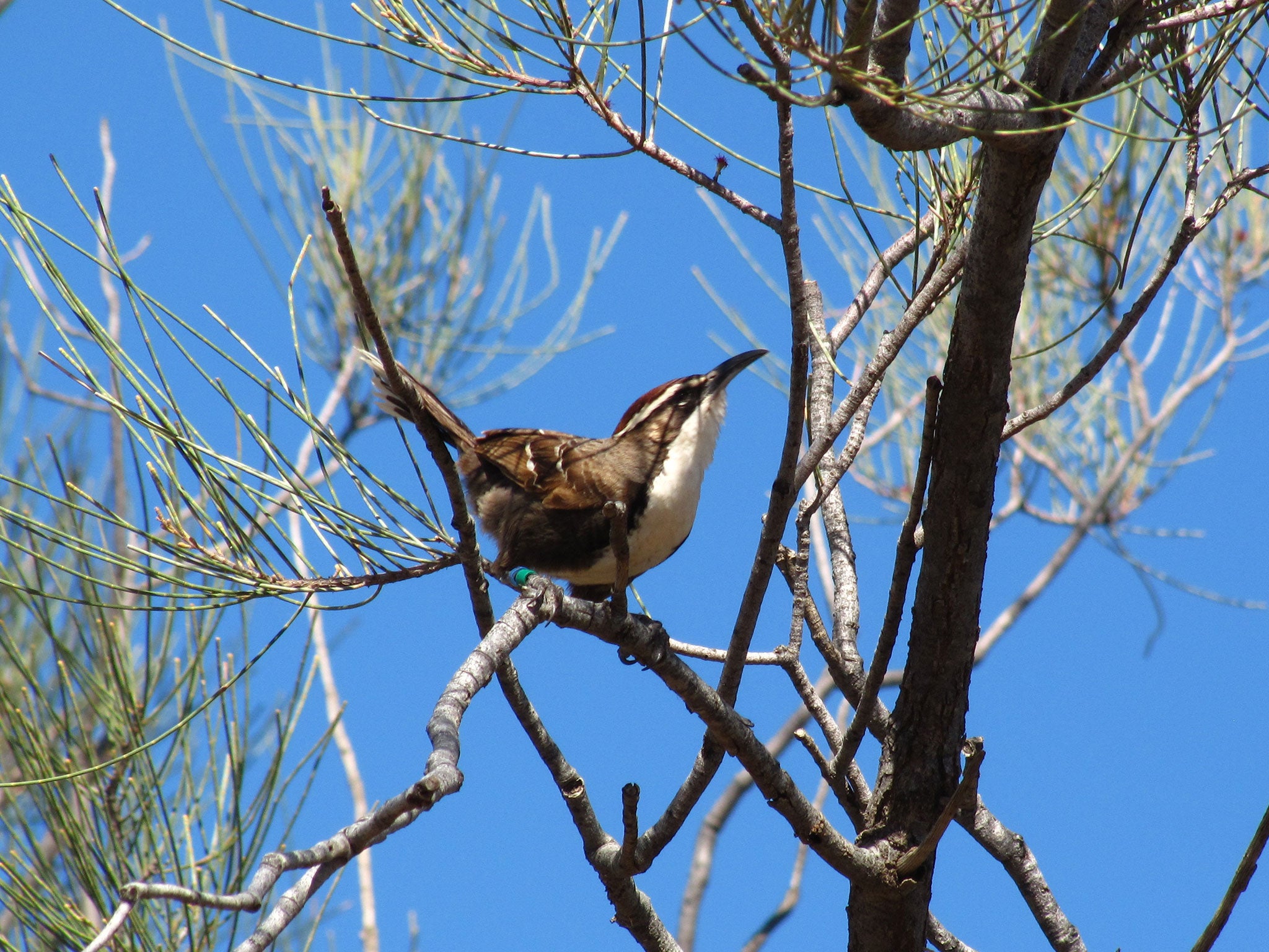 Scientists studying the vocal noises made by the chestnut-crowned babbler have shown that it uses combinations of different sounds that on their own are meaningless but when combined convey a certain message to other members of the species