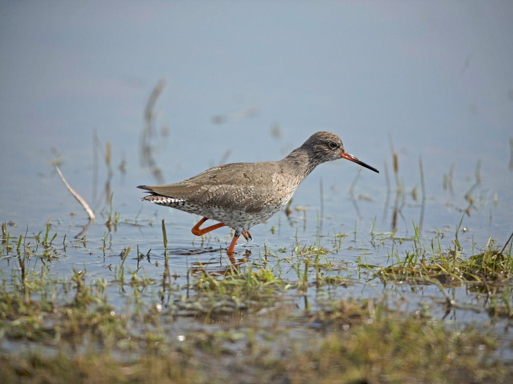 Saving water can protect wetlands and the wildlife that lives there, an expert claims