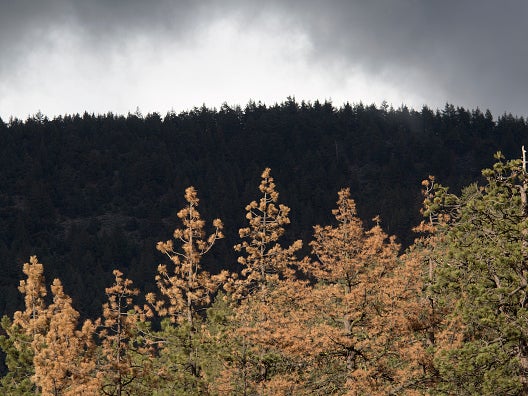 Amber Parong was stranded in the forest for three days