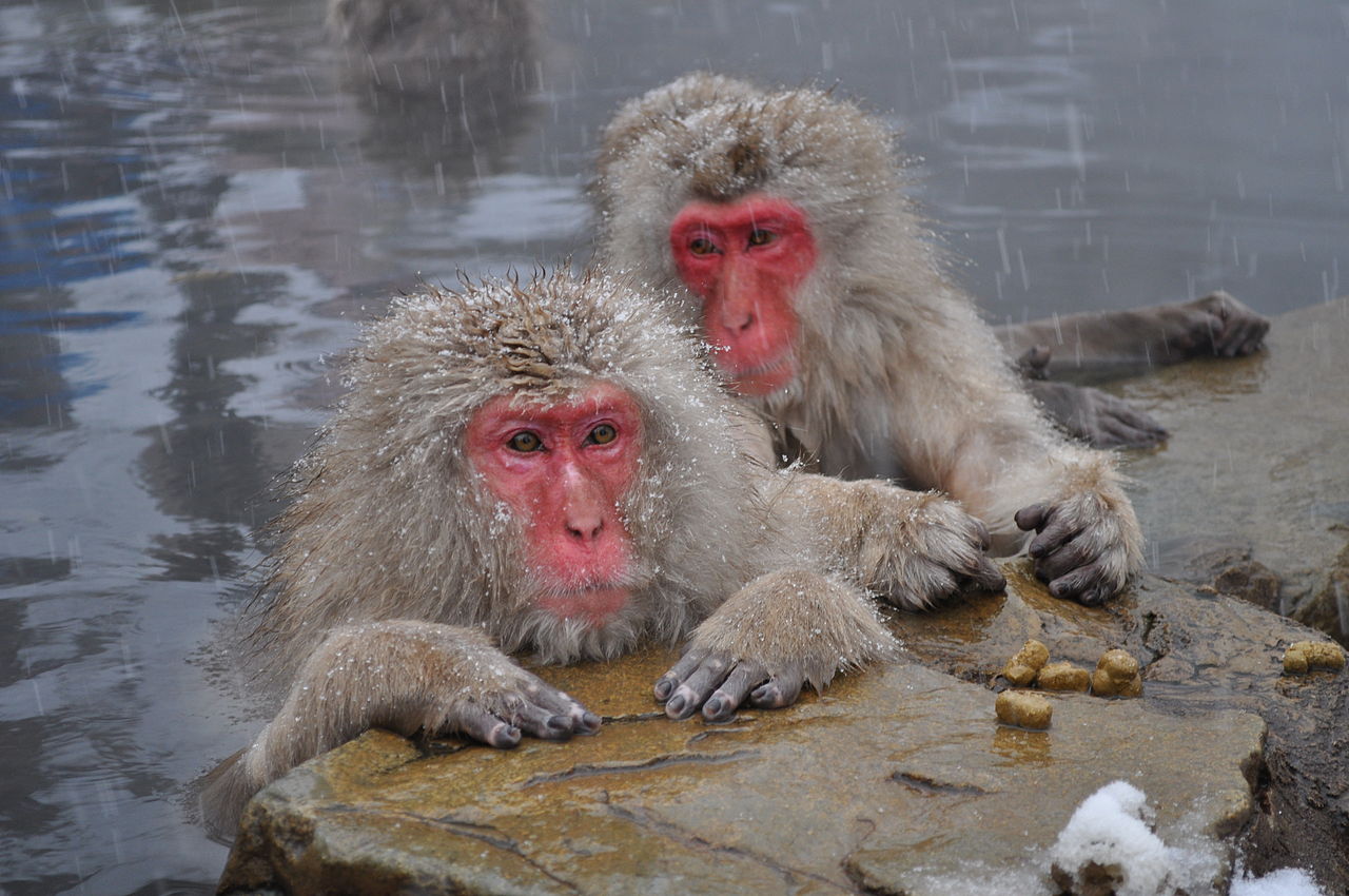 Japanese macaques bathing in hot springs near Nagano