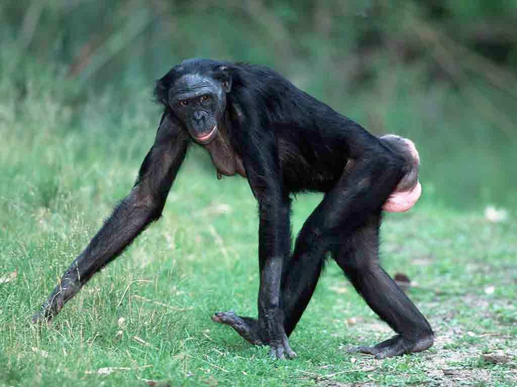 Female Pygmy Chimpanzee in heat quadrupedal knuckle walking