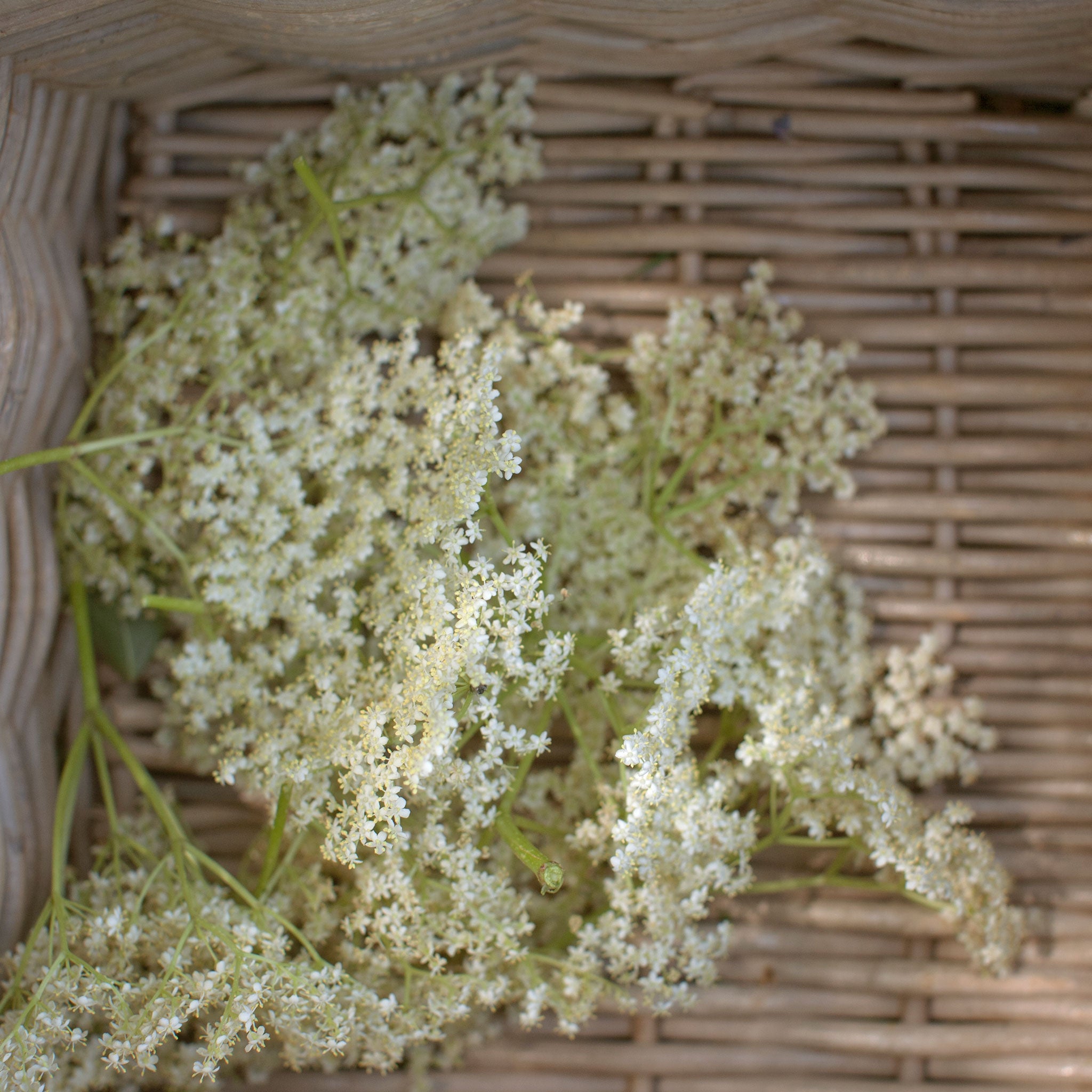 Foraged elderflowers for the Chelsea Fringe Collins