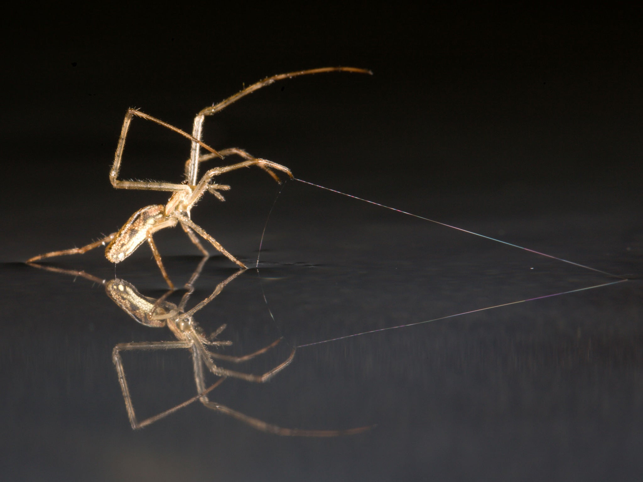 Spiders were already known to take to the air on 'ballooning' flights