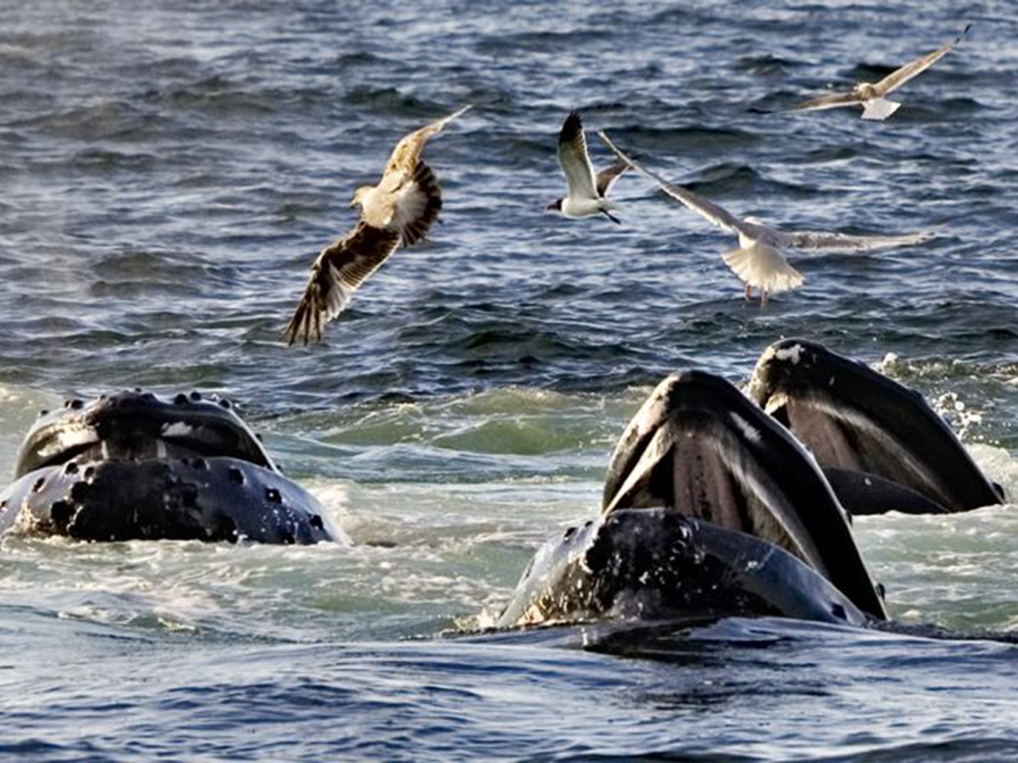 The intricate songs of Humpback whales have been described as the most sophisticated vocalisations in the animal kingdom