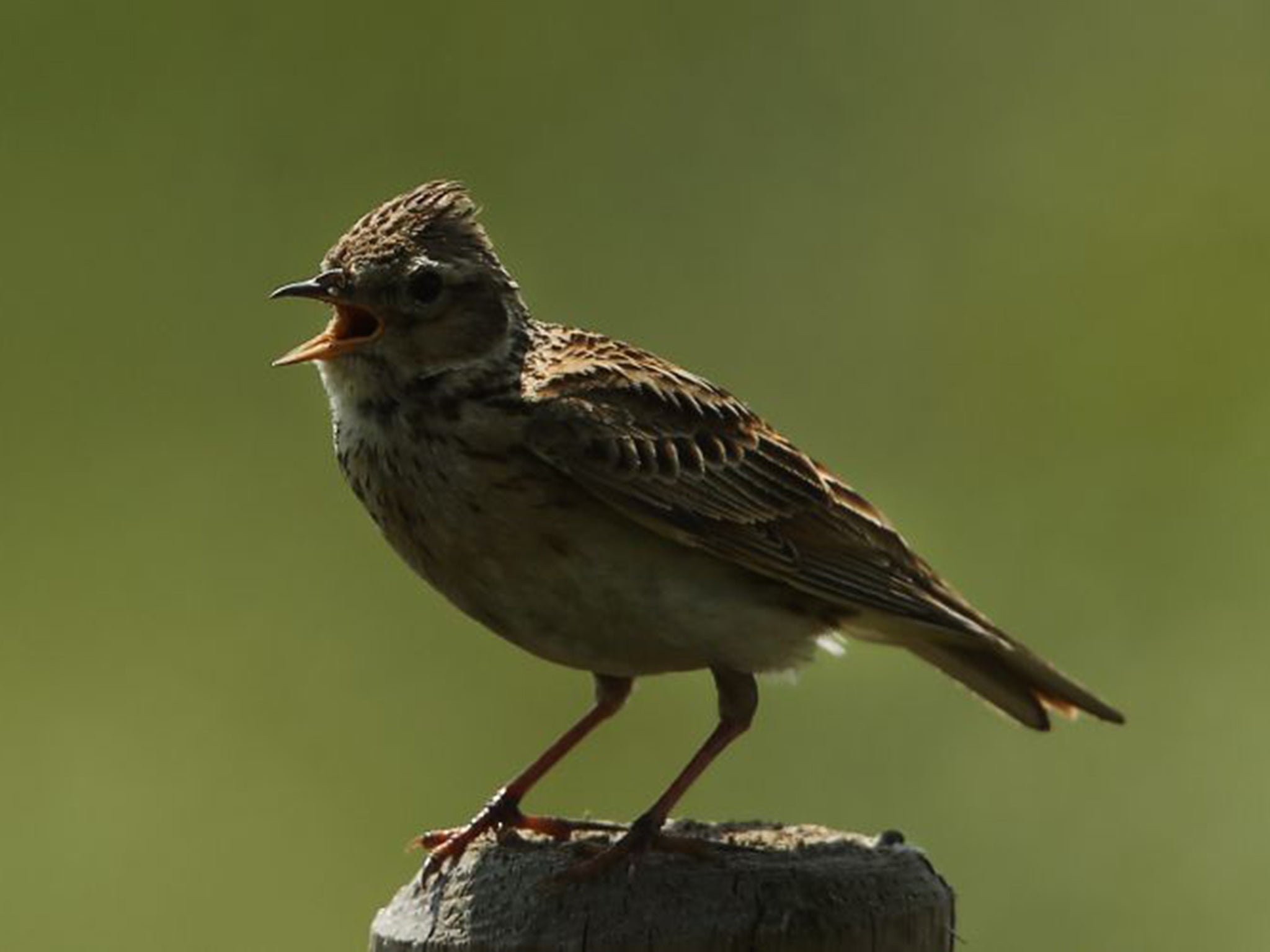 The Skylark's song is composed of 300 syllables and marks a breeding pair’s territory