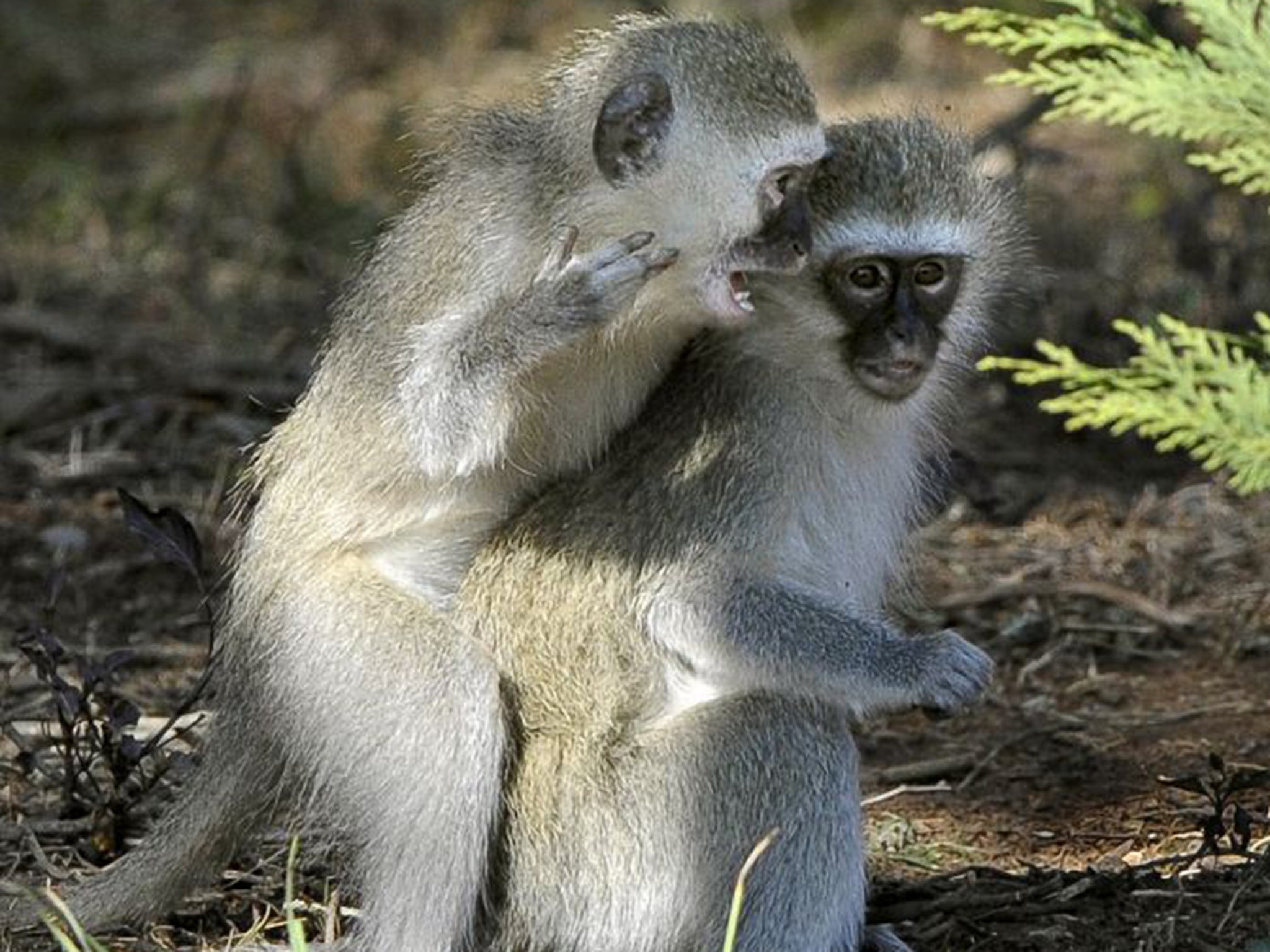 Vervet monkeys have three different alarm calls depending on the threat and the nature of the evasive response