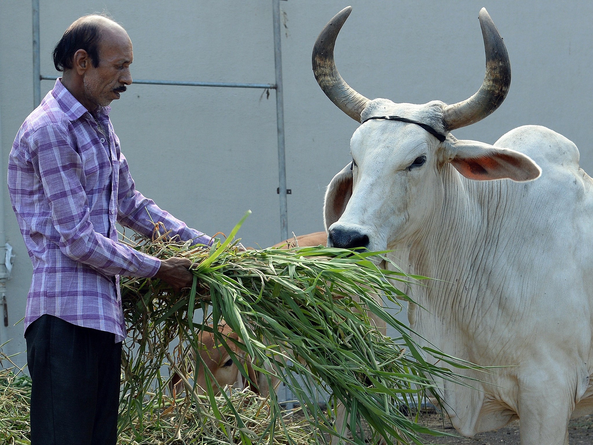 Cows are sacred animals for India's majority Hindu population