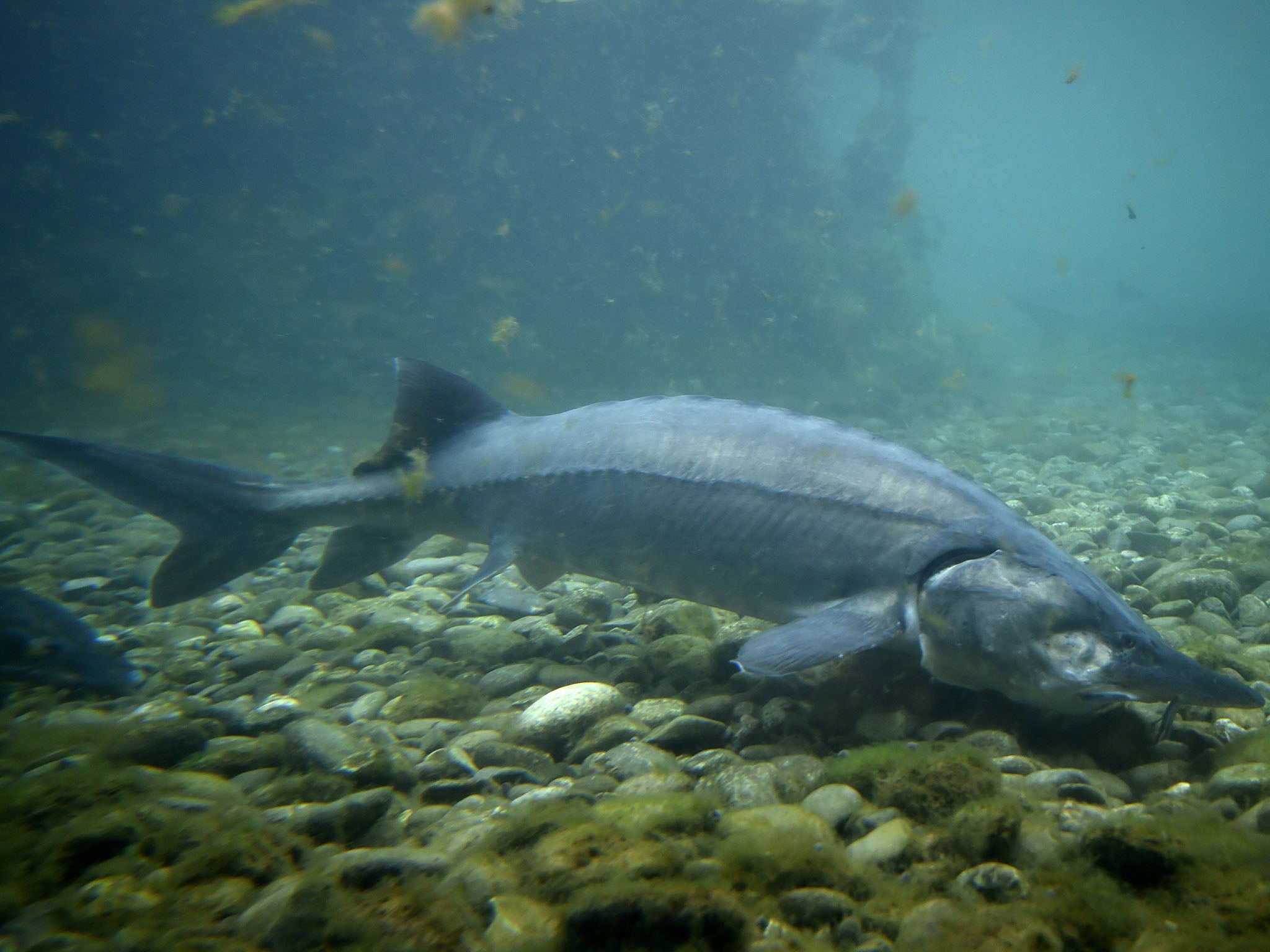 Sturgeon fish can grow up to 8ft long and weigh as much as 200lbs.