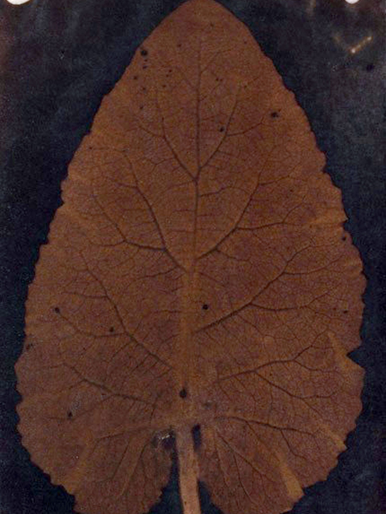 'The Leaf'