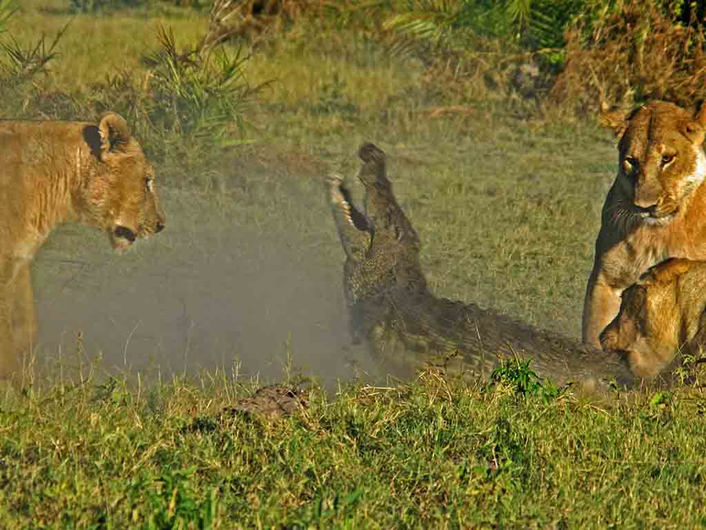 Lionesses kill crocodile after it attempts to attack young cub, Botswana