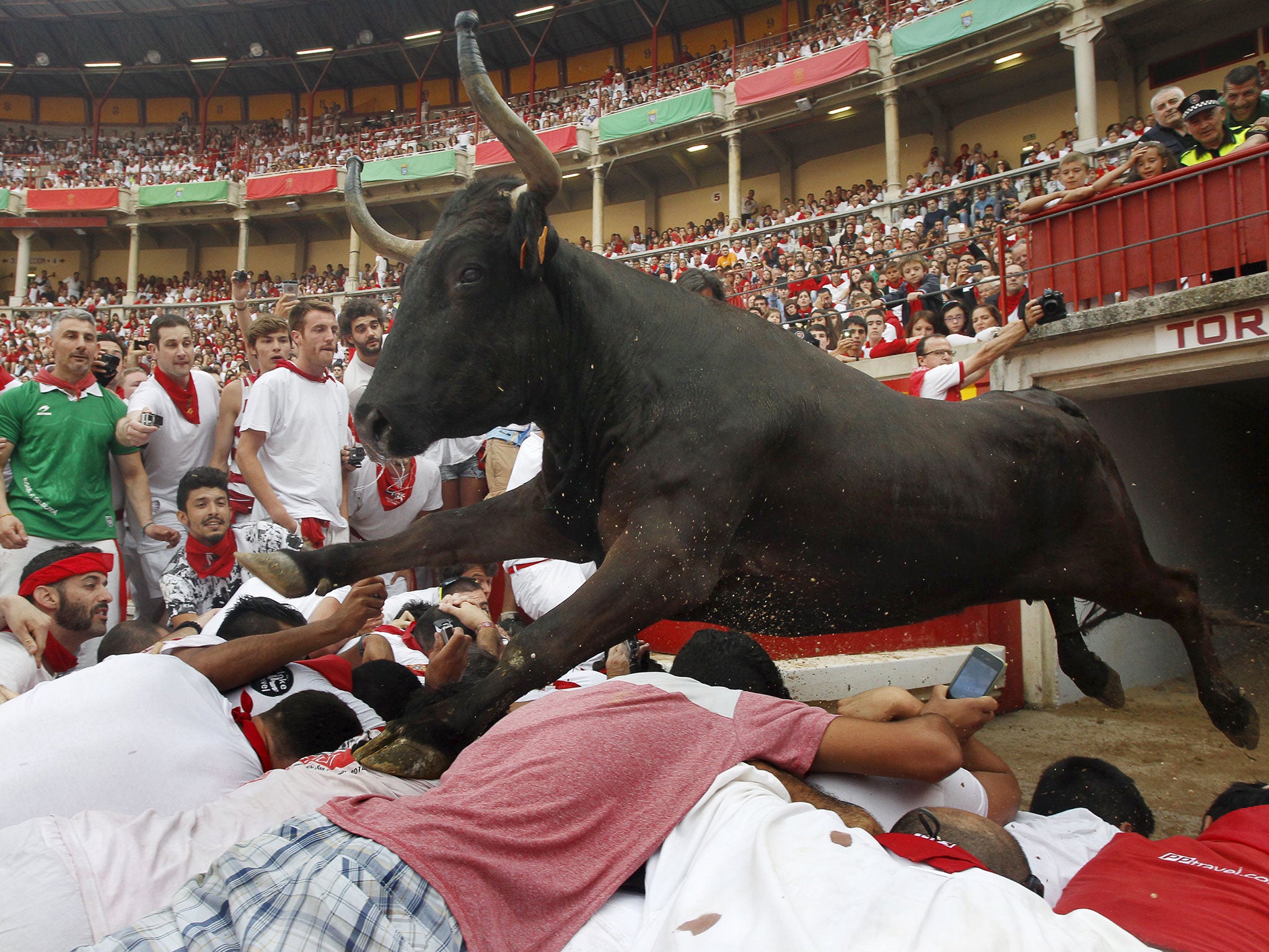 As the bulls left the area after the race, one leapt over the fence which separated them from the public