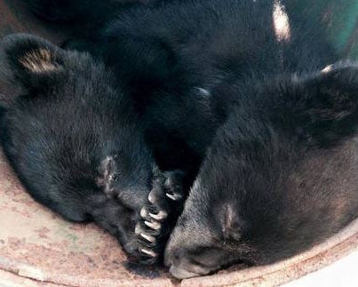 The two bear cubs were rescued by Bryce Casavant instead of being destroyed