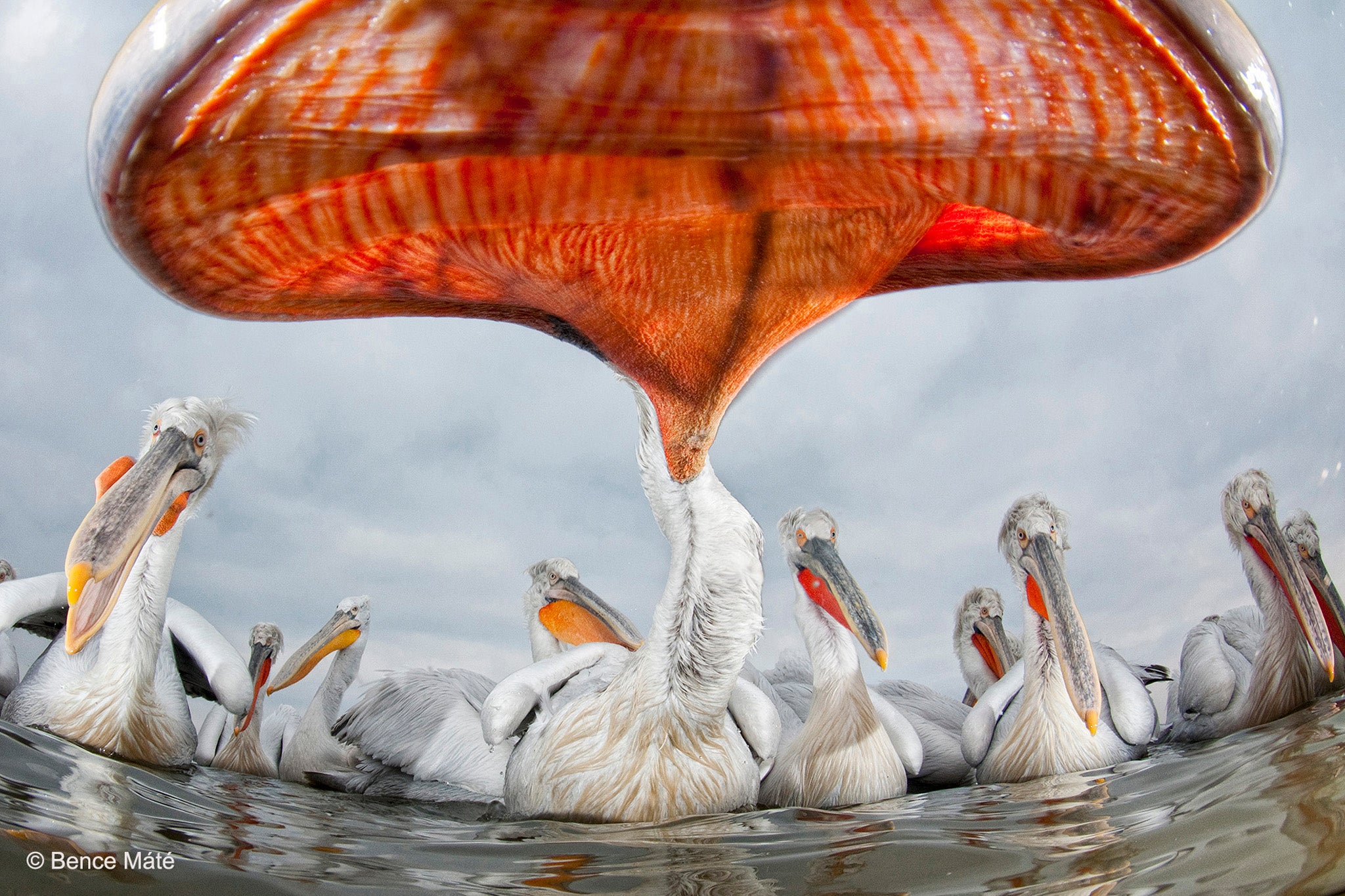 Bence Máté - Pelican perspective, Eric Hosking Portfolio Award 2011