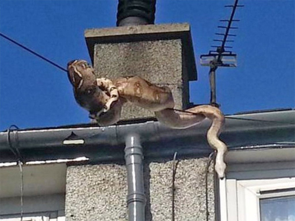 Wired up: the Anglesey boa’s escape bid