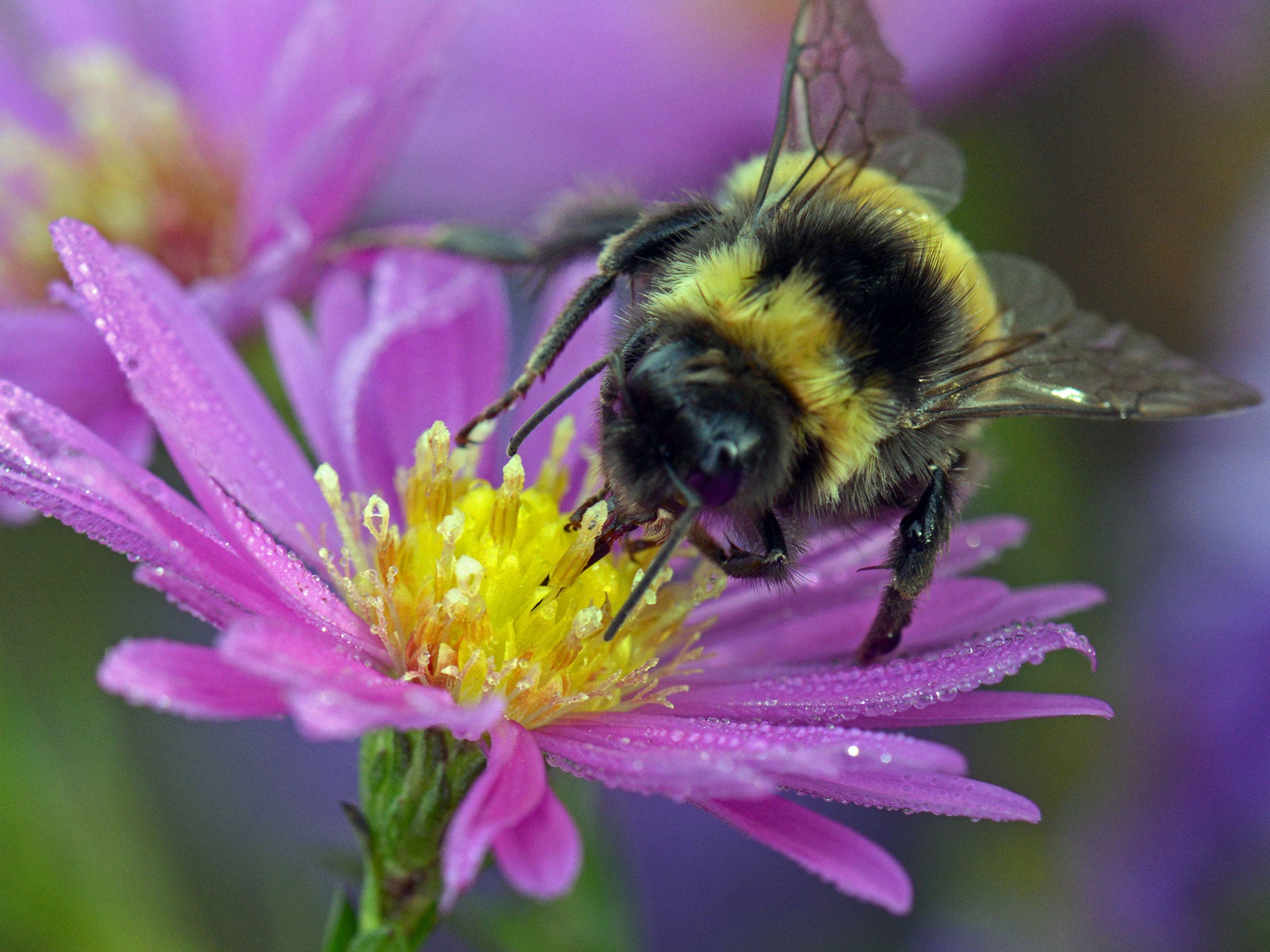 Bumblebees in Europe and North America have failed to move northwards to offset the threat of rapidly rising global temperatures