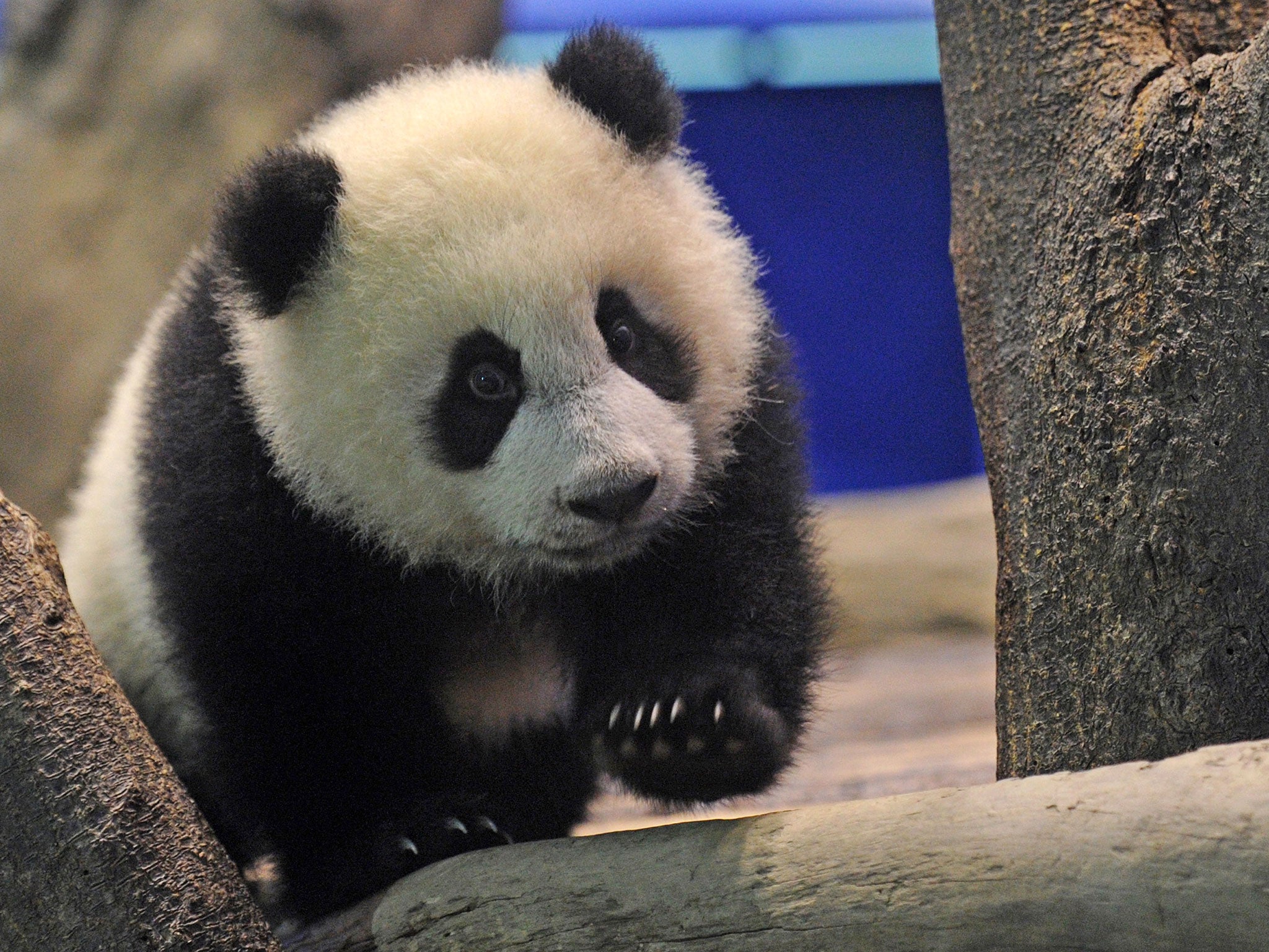 Pandas burn exceptionally few calories