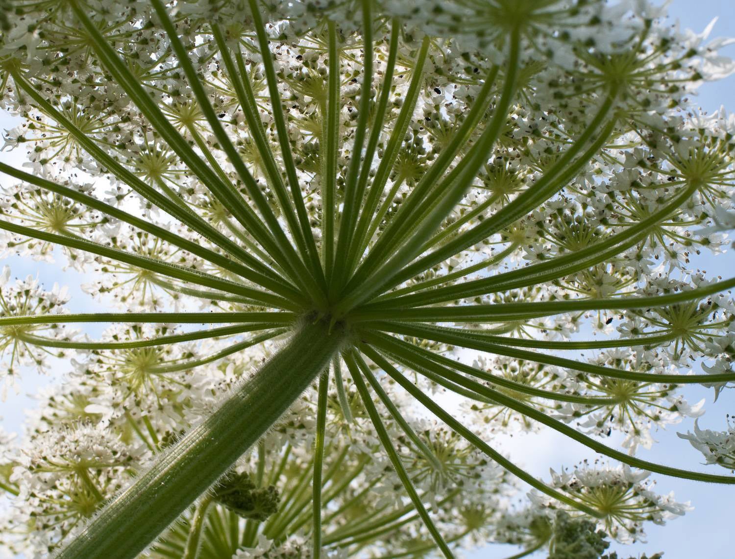 The toxic hogweed plant