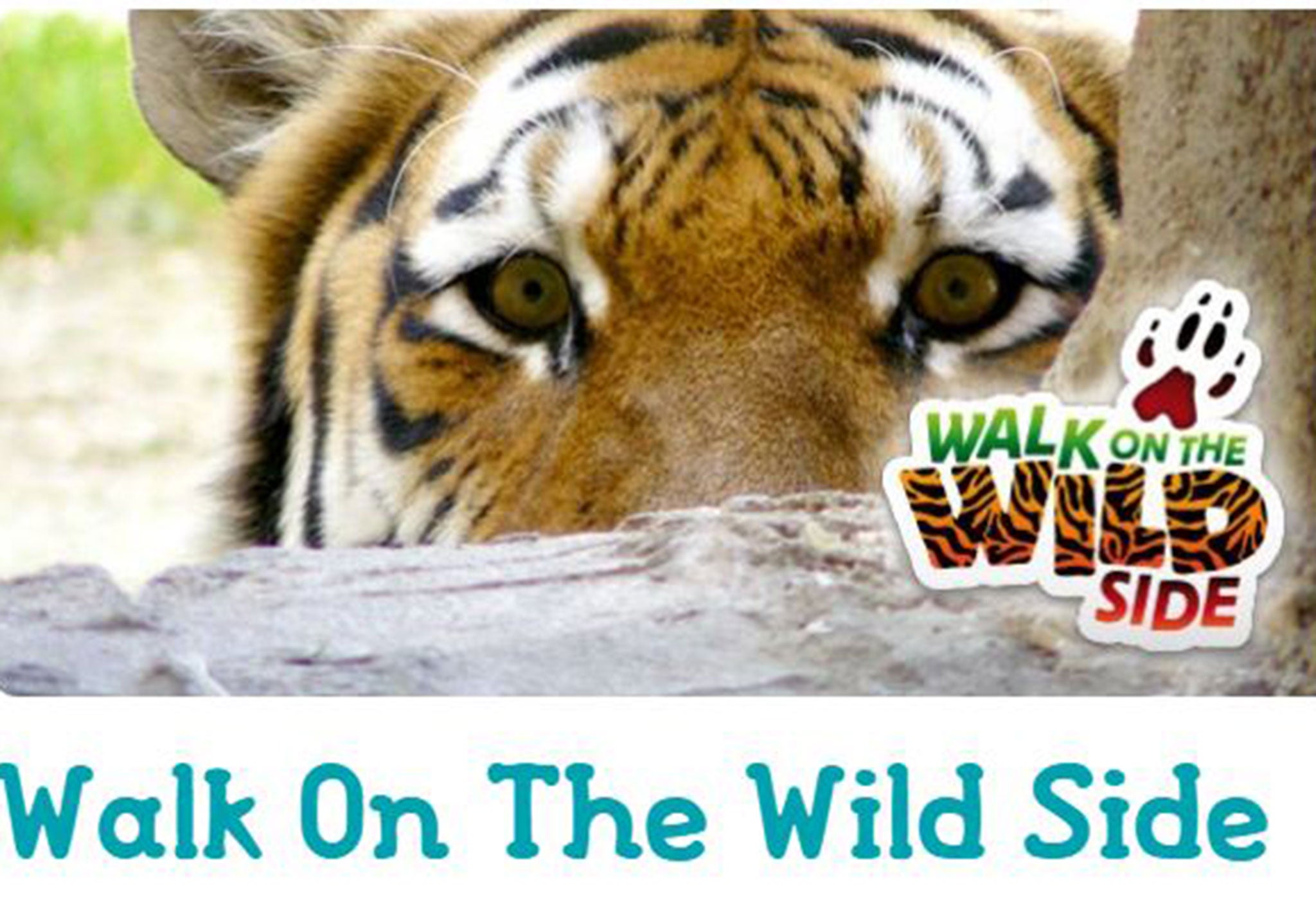 Tigers fans' can now spend the day with actual tigers