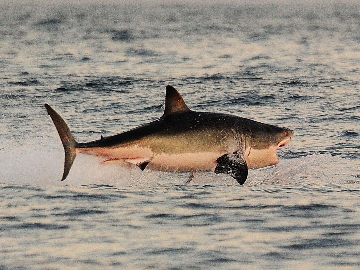 A great white shark jumps out of the sea (Image: Getty)