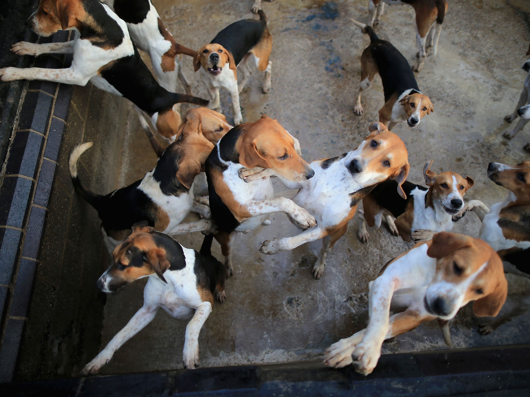 The hounds of the Atherstone Hunt wait for their master to go out on a hunt on March 5, 2015 in Bosworth, England