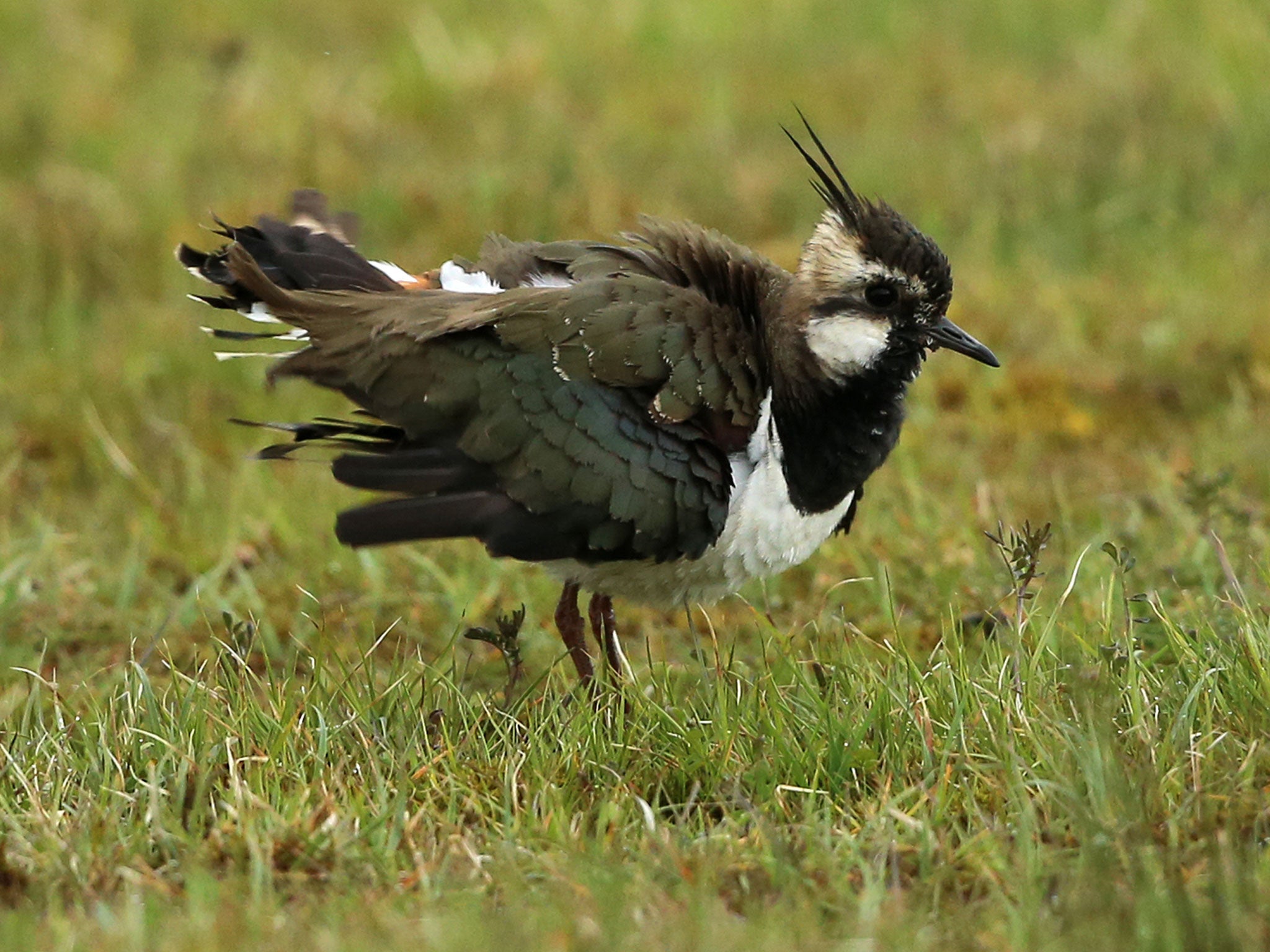 The RSPB hopes that the landscape will attract in birds such as lapwings