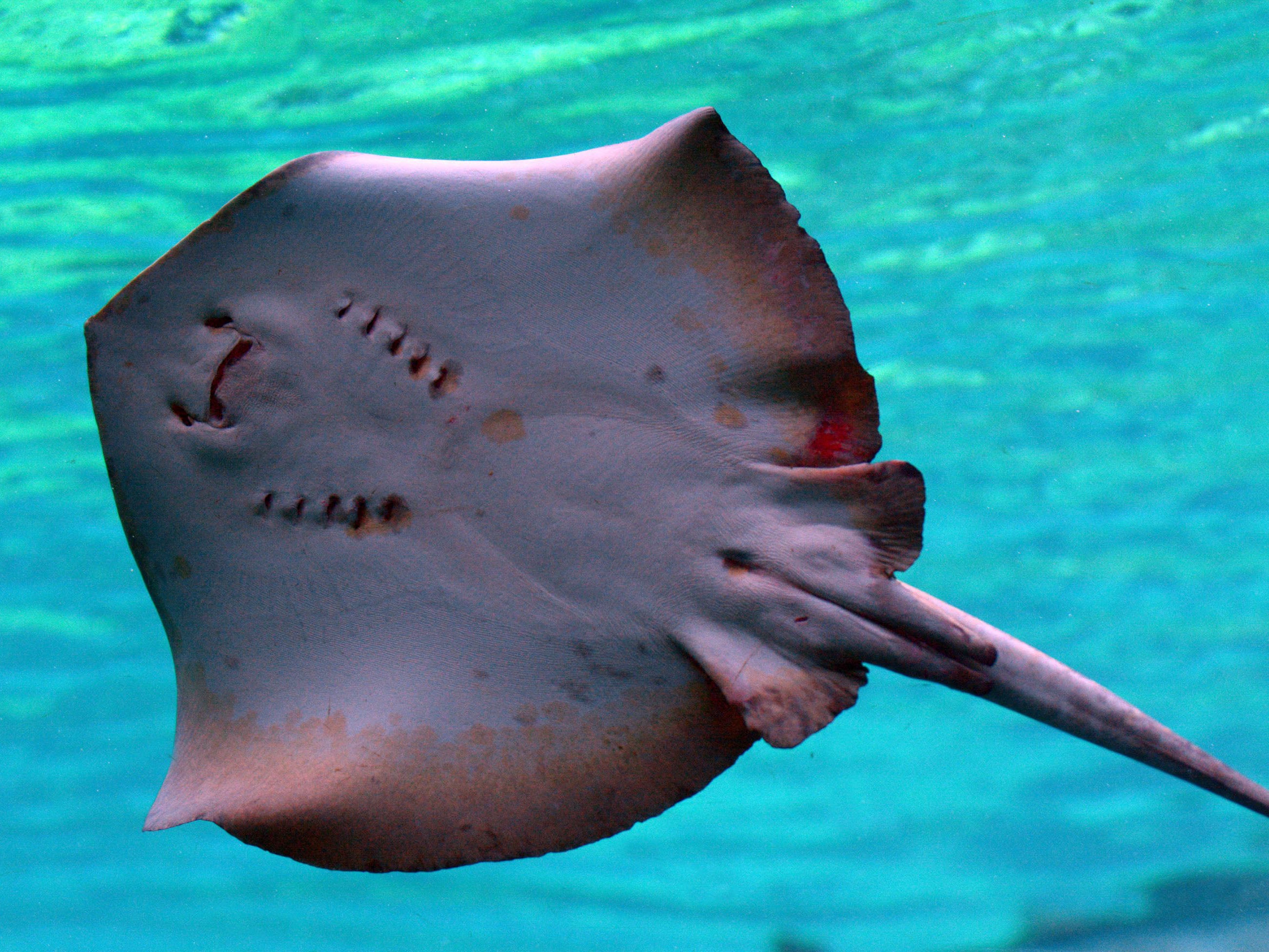 Stingrays have venomous tail spines