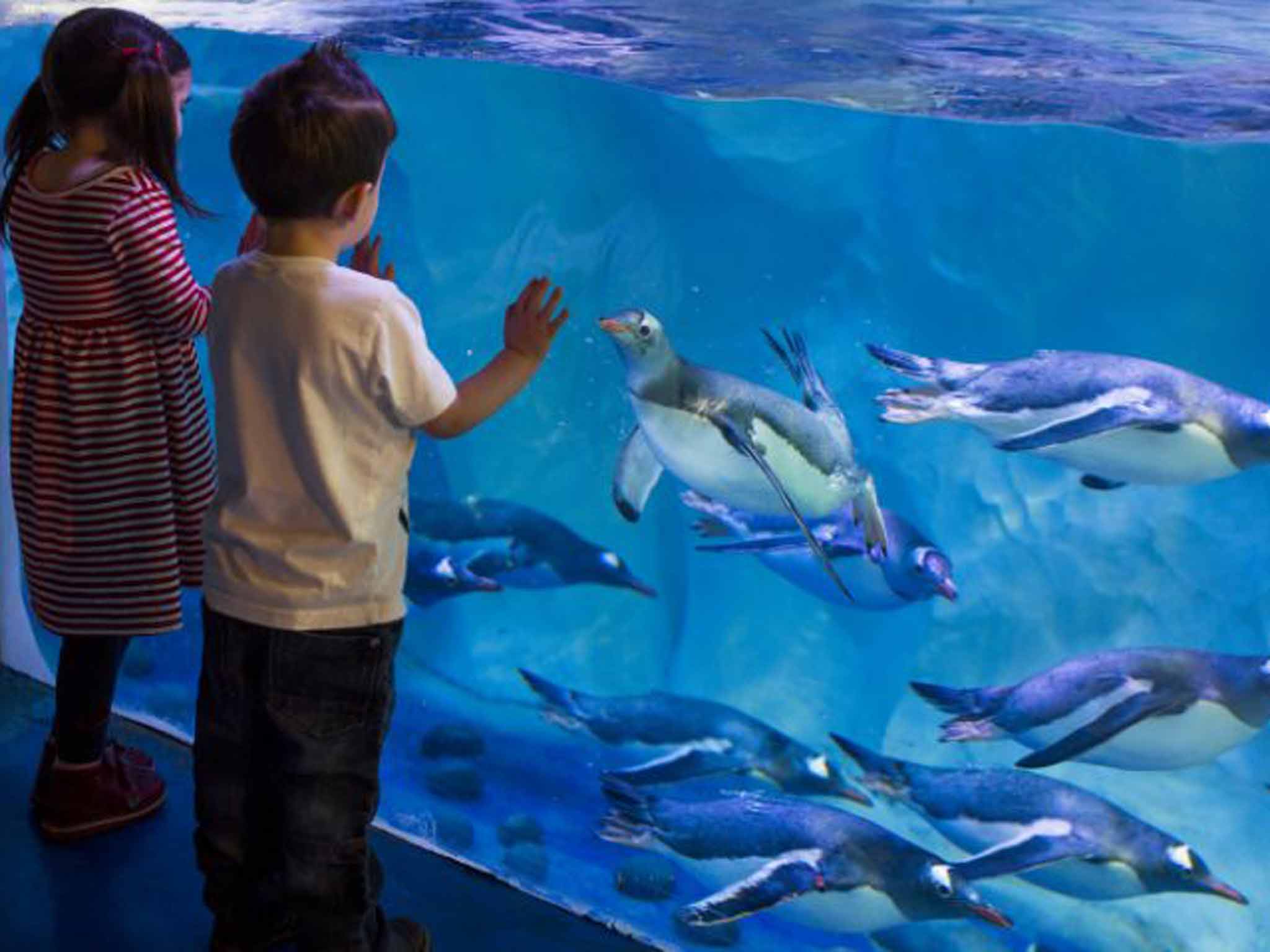 Children at the National Sea Life Centre in Birmingham (File photo)