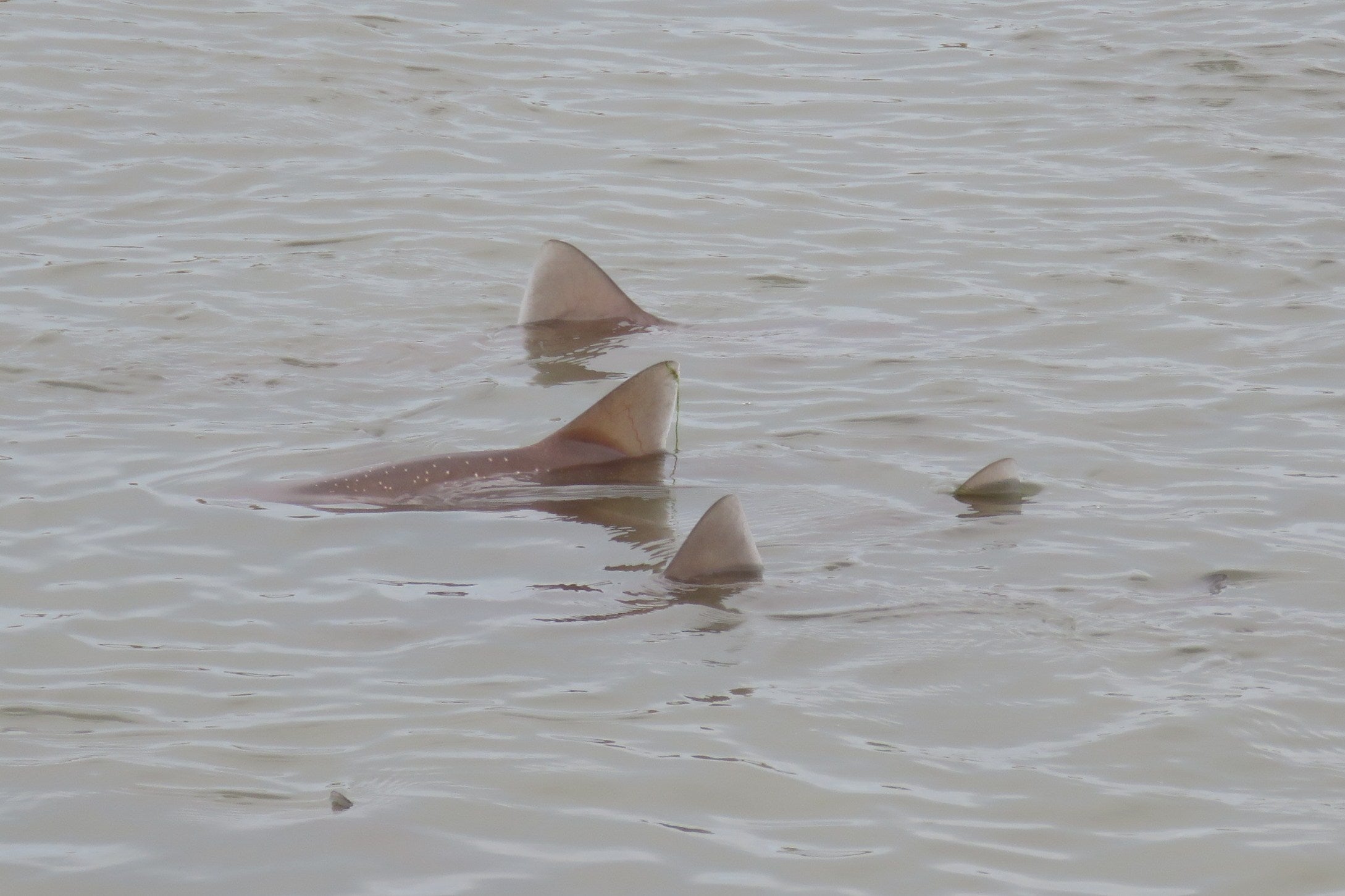 The sharks' distinctive fins could be seen peeking through the water