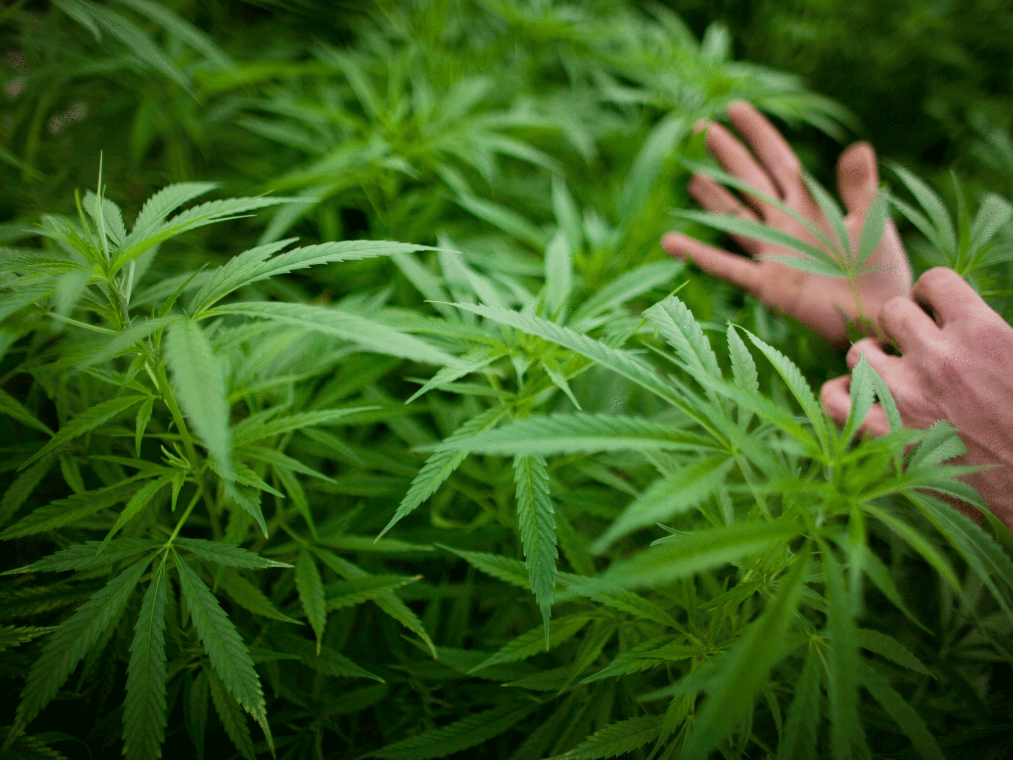 A worker touches plants at a cannabis greenhouse at the growing facility of the Tikun Olam company on March 7, 2011 near the northern city of Safed, Israel